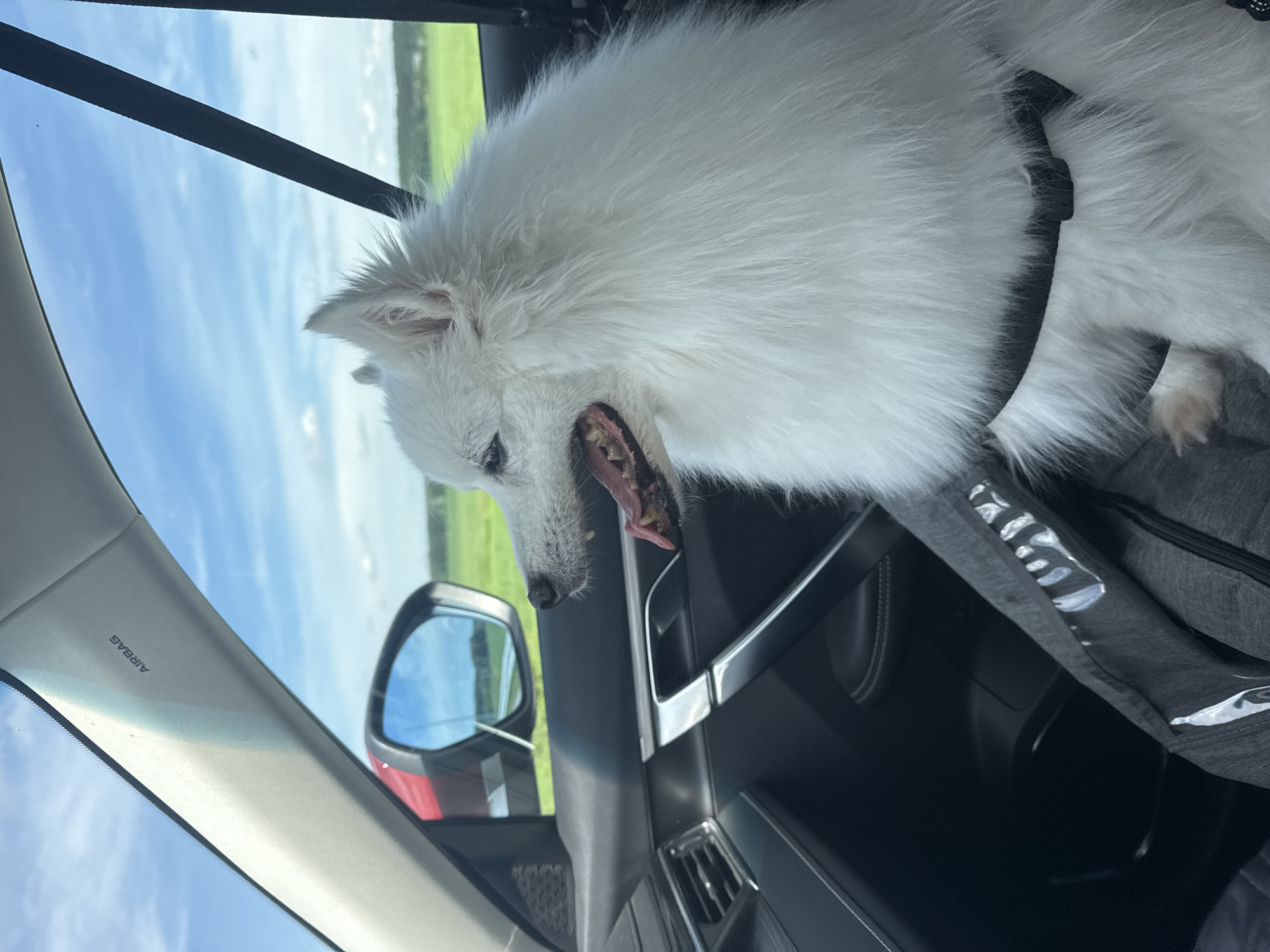 A fluffy white dog with its tongue out sits in the passenger seat of a car, looking out the window. The dog is wearing a black harness. Outside the car, a green field stretches under a blue sky with white clouds. The car's interior is visible, including the dashboard, door panel, and a side mirror reflecting the landscape. The word "AIRBAG" is printed on the car's pillar. The location is unknown.