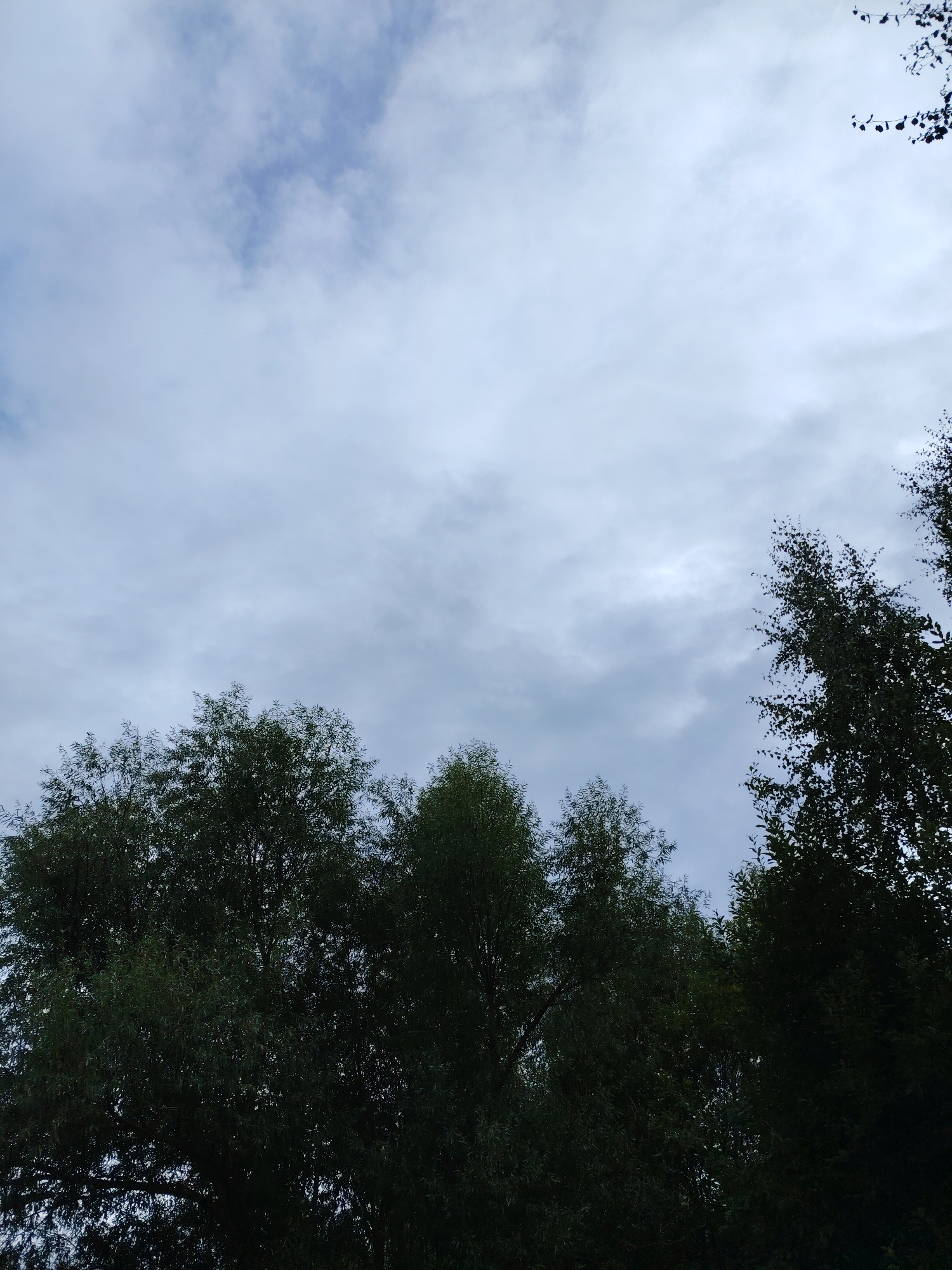 The image is a low-angle shot of the sky above a line of trees. The sky is cloudy with a light grey and blue hue. The clouds appear to be moving, suggesting a windy day. The trees are dark green and appear to be deciduous, with dense foliage. They are silhouetted against the sky, with some of the branches and leaves clearly visible. The image does not contain any people or identifiable objects. The setting appears to be a park or a wooded area within the city of Zelenograd, Russia, given the context provided.