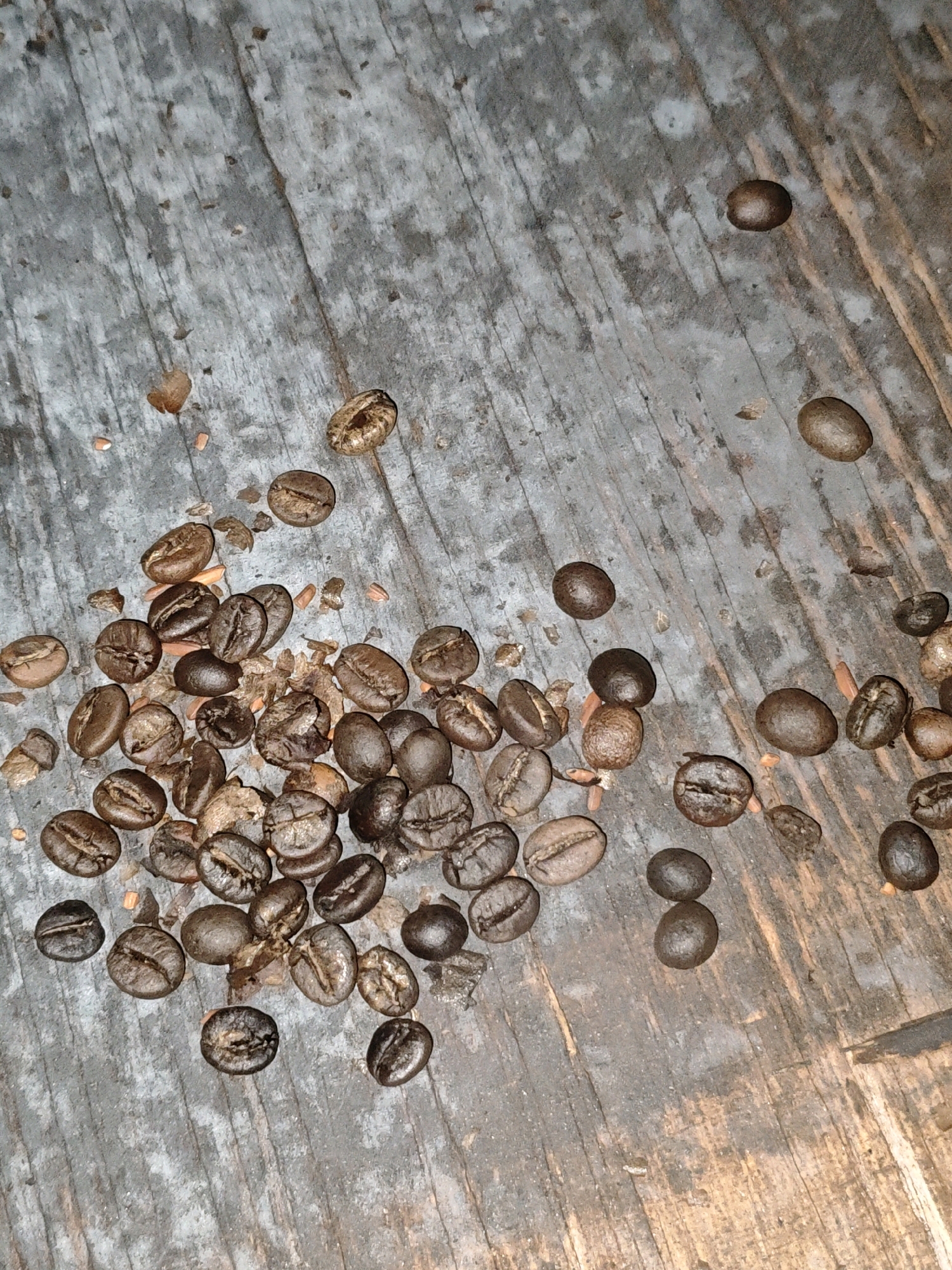 A close-up, overhead shot shows a scattering of roasted coffee beans and small, light brown debris on a distressed, weathered wooden surface. The wooden surface displays prominent grain lines and appears to be a table or countertop. The coffee beans are of varying shades of brown, from light to dark, and some are split or broken, revealing their inner texture. The debris consists of small, irregular fragments, some appearing to be larger pieces of broken coffee beans or husks. The lighting is dim, casting subtle shadows and highlighting the textures of the beans and wood. There are no people or animals present, and no activity is depicted. The scene suggests a recent spill or portion of beans prepared for use. The specific location of Karang Sari, Indonesia, is not visually identifiable from the image itself.