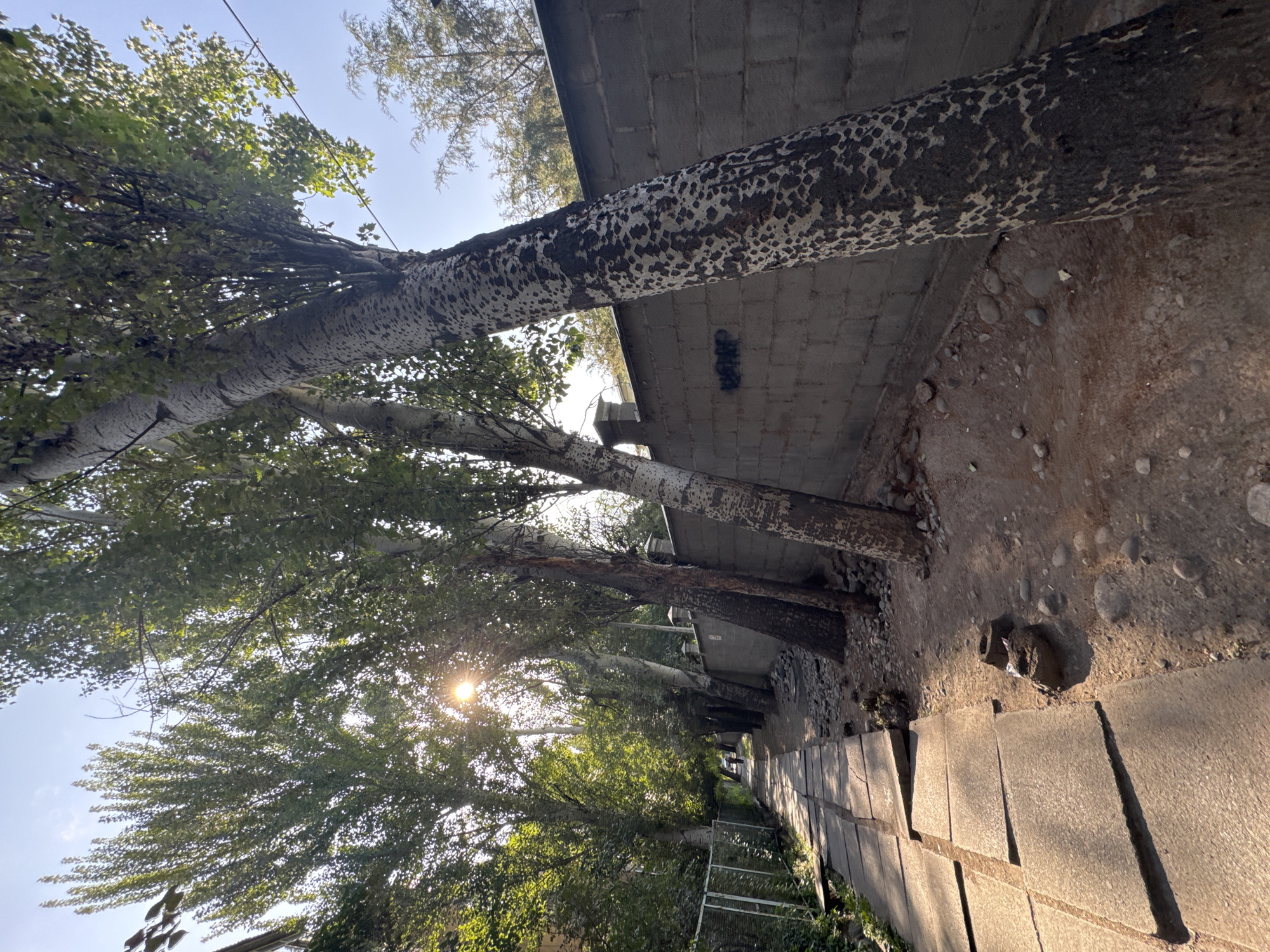 The image depicts a sunlit street scene in Bishkek, Kyrgyzstan, characterized by a row of tall trees with distinctive mottled bark lining a narrow sidewalk. The sidewalk, constructed of square concrete slabs, appears worn and uneven in places, with some slabs dislodged. To the right of the sidewalk, a grey concrete block wall extends into the background, with some faint graffiti visible on its surface. The ground between the sidewalk and the wall is a mixture of dirt, small stones, and some debris. The trees cast long shadows across the scene, and the bright sunlight filters through their green foliage, creating lens flare effects. In the distance, a single person can be seen walking along the sidewalk. A metal fence with greenery behind it is visible along the left side of the sidewalk. The overall impression is one of a well-established urban street with mature trees and weathered infrastructure.