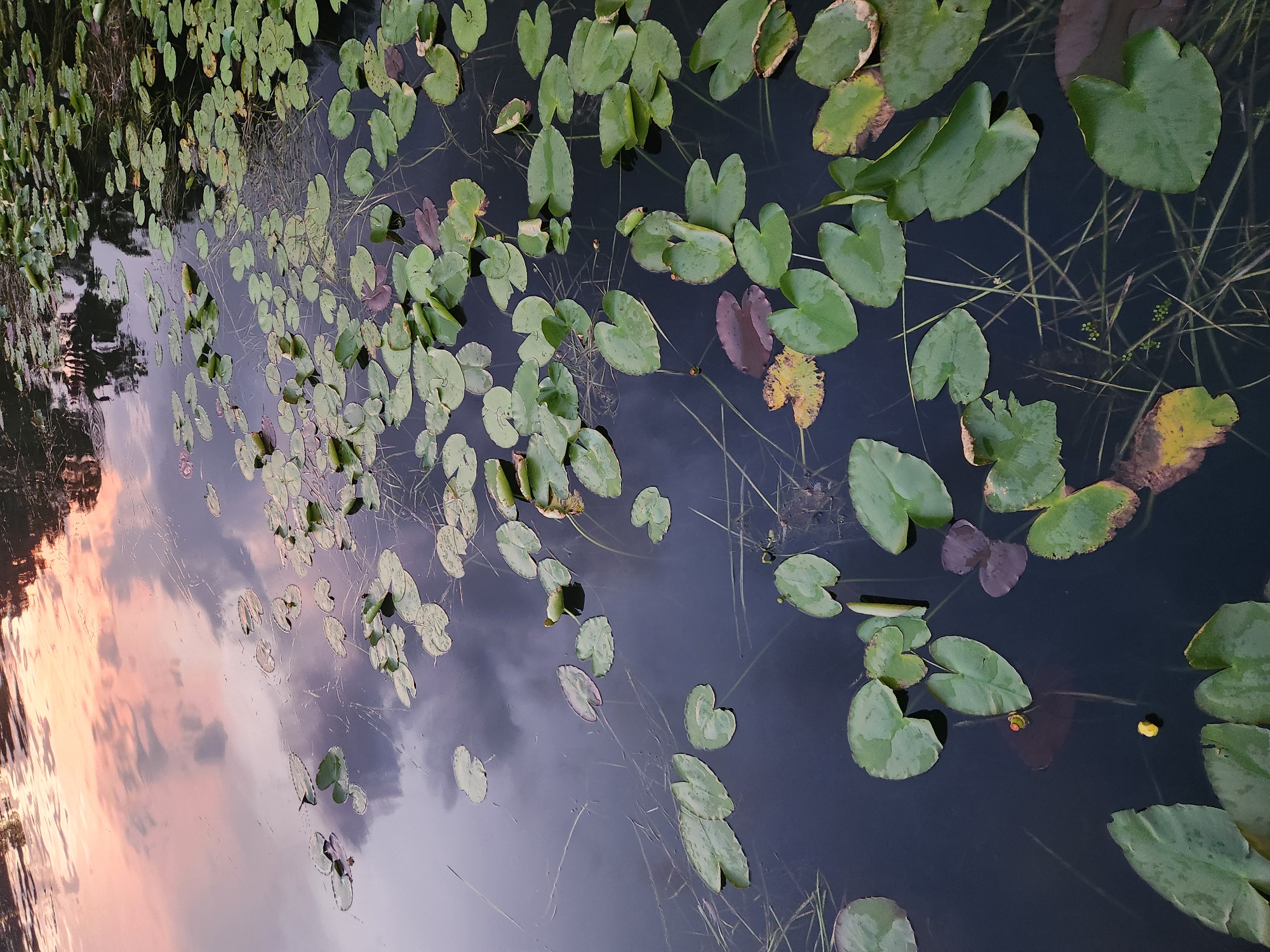 This is a close-up, eye-level, medium shot of a body of water with lily pads and reflections of the sky. The water is dark and still, with numerous green lily pads floating on the surface. Some lily pads are partially submerged or have been eaten. There are also some taller, thin reeds growing in the water. The reflections on the water suggest a sky with clouds, tinged with pink and orange hues, indicating either sunrise or sunset. The scene is tranquil and natural. The location is not specified as being in Winter Park, United States of America, but rather it appears to be a natural body of water, possibly a pond or lake, within an unspecified natural environment. There are no people or animals visible in the image.