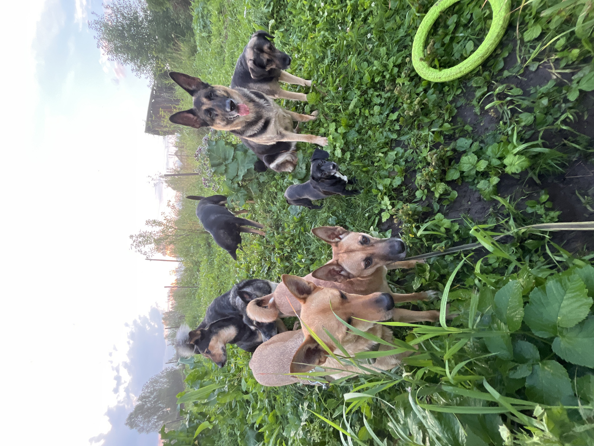 The image depicts a group of seven dogs in a grassy, somewhat overgrown outdoor area that appears to be a backyard or undeveloped lot. The dogs are of various breeds and sizes, with a German Shepherd and several medium-sized tan and black mixed-breed dogs being prominent. One small black dog with white markings is also visible. The dogs are interacting with each other and their environment, with some looking at the camera and others looking away. The background includes tall green grass, some taller plants with purple flowers, and trees and structures in the distance, suggesting a semi-rural or suburban setting. The sky is partly cloudy with soft lighting, indicating it might be late afternoon or early evening. There is a bright green ring-shaped toy on the ground to the right of the frame. The scene does not contain any people. The location is stated to be Nizhny Tagil, Russia.