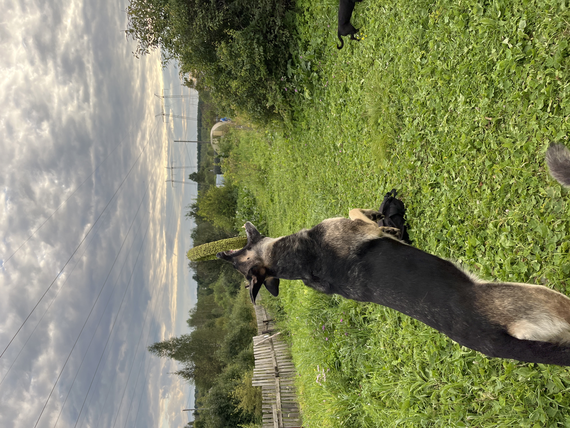 The image depicts an outdoor scene in a grassy area with trees and a wooden fence in the background. A large, German Shepherd-like dog is the primary subject, captured mid-air as it attempts to catch a green, ring-shaped toy. The dog is positioned in the foreground, with its body stretched upwards and its mouth open towards the toy. In the background, a smaller black dog is visible on the right side of the frame, and a person is lightly visible in the distance. The sky is overcast with dramatic cloud formations and power lines are visible stretching across the upper portion of the image. The environment appears to be a rural or semi-rural setting, possibly a backyard or field. The location is specified as the city of Nizhny Tagil, Russia.