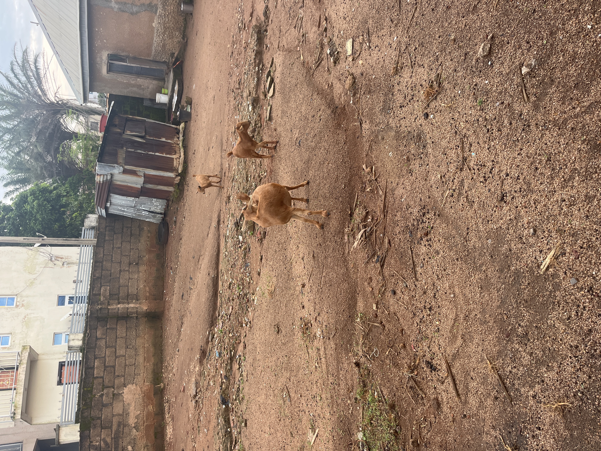 A group of three brown goats are standing and walking on a dirt path in a rural or semi-rural area. The ground is covered in reddish-brown dirt with scattered small stones and debris. In the background, there are several buildings, including a light-colored multi-story building with balconies and windows, a small structure made of corrugated metal, and a mud-brick building with a metal roof and a wooden door. A concrete wall runs across the middle ground. Trees, including a palm tree, are visible in the background, along with an overcast sky. This scene appears to be located in Jos, Nigeria.