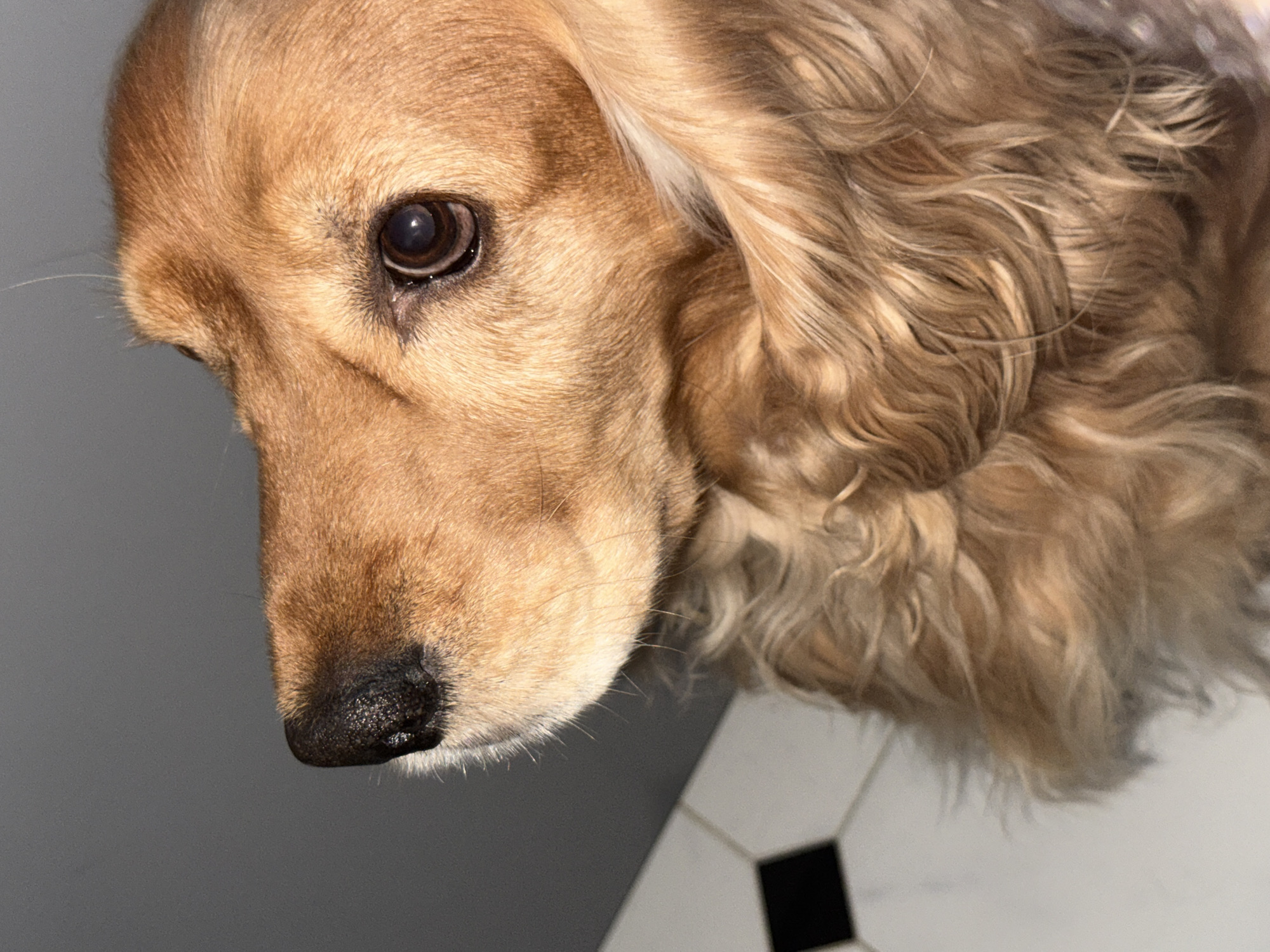 A close-up, profile view shows the head of a golden-colored dog with dark eyes and a wet, black nose. The dog is looking to the left of the frame. The background consists of a gray wall and a black and white tiled floor.