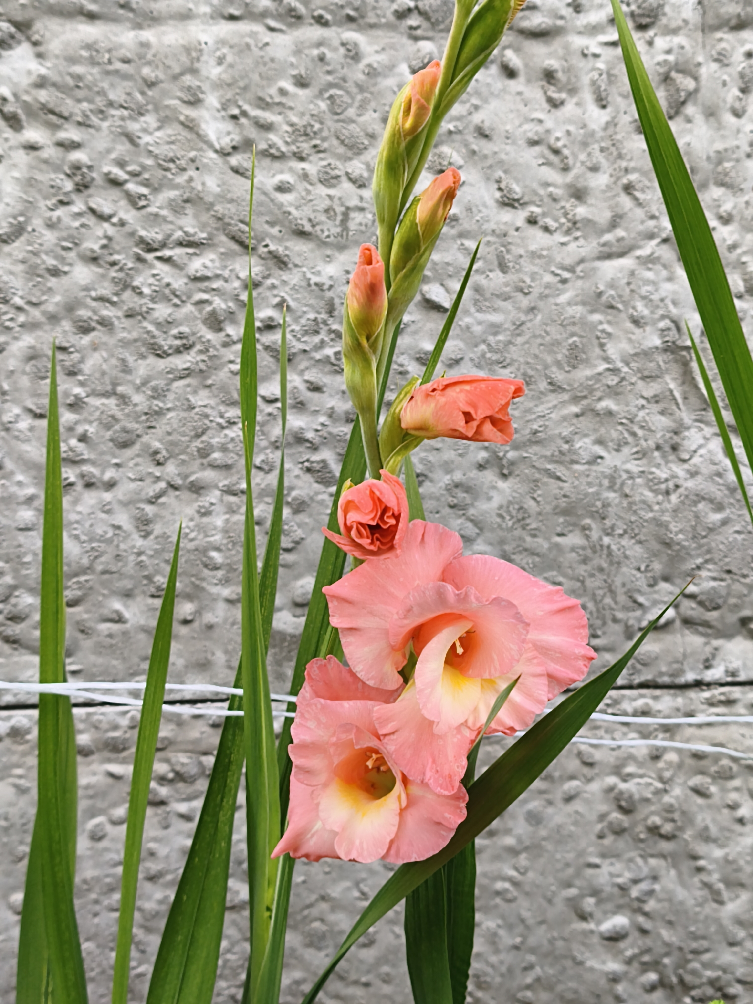 A close-up, vertical, eye-level shot captures a flowering gladiolus plant against a textured grey concrete wall. The gladiolus features several pink blossoms in various stages of bloom, from tightly furled buds to fully open flowers with yellow centers. Long, sword-shaped green leaves surround the blooms. Two thin white wires are visible horizontally across the lower portion of the image, possibly supporting the plant. The background wall has a rough, uneven surface with visible aggregate. The lighting suggests an overcast day. The location is identified as a rural area near Prybytkawski village council, Belarus.