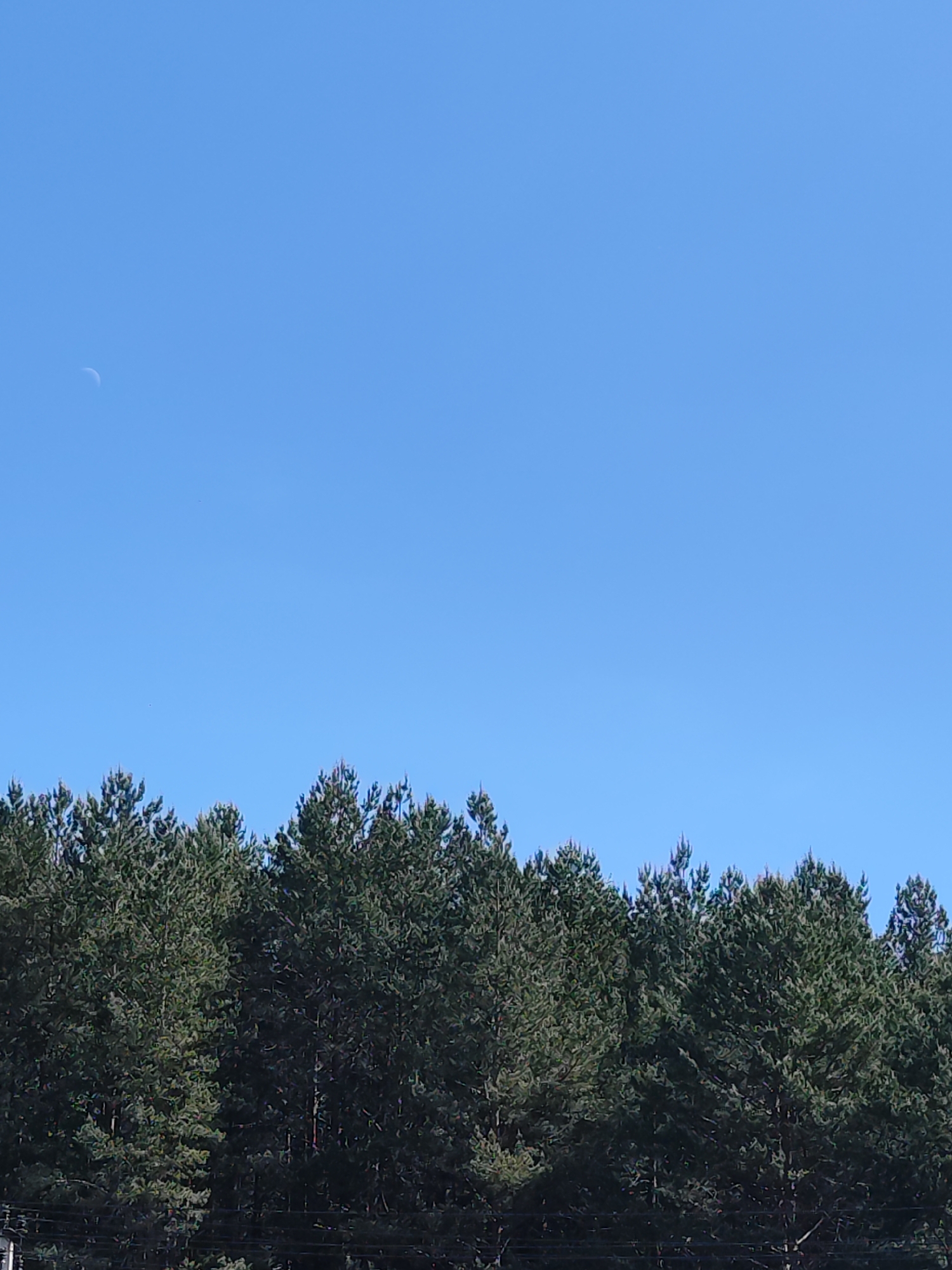 The image depicts a stand of coniferous trees against a clear, bright blue sky. A crescent moon is visible in the upper left of the frame. The trees appear to be located in a natural setting, though the bottom of the image suggests proximity to infrastructure, possibly electrical lines. Without more context, a precise location within Chaikovsky, Russia is not determinable. The scene primarily consists of the natural environment with the sky, moon, and trees as the key elements.