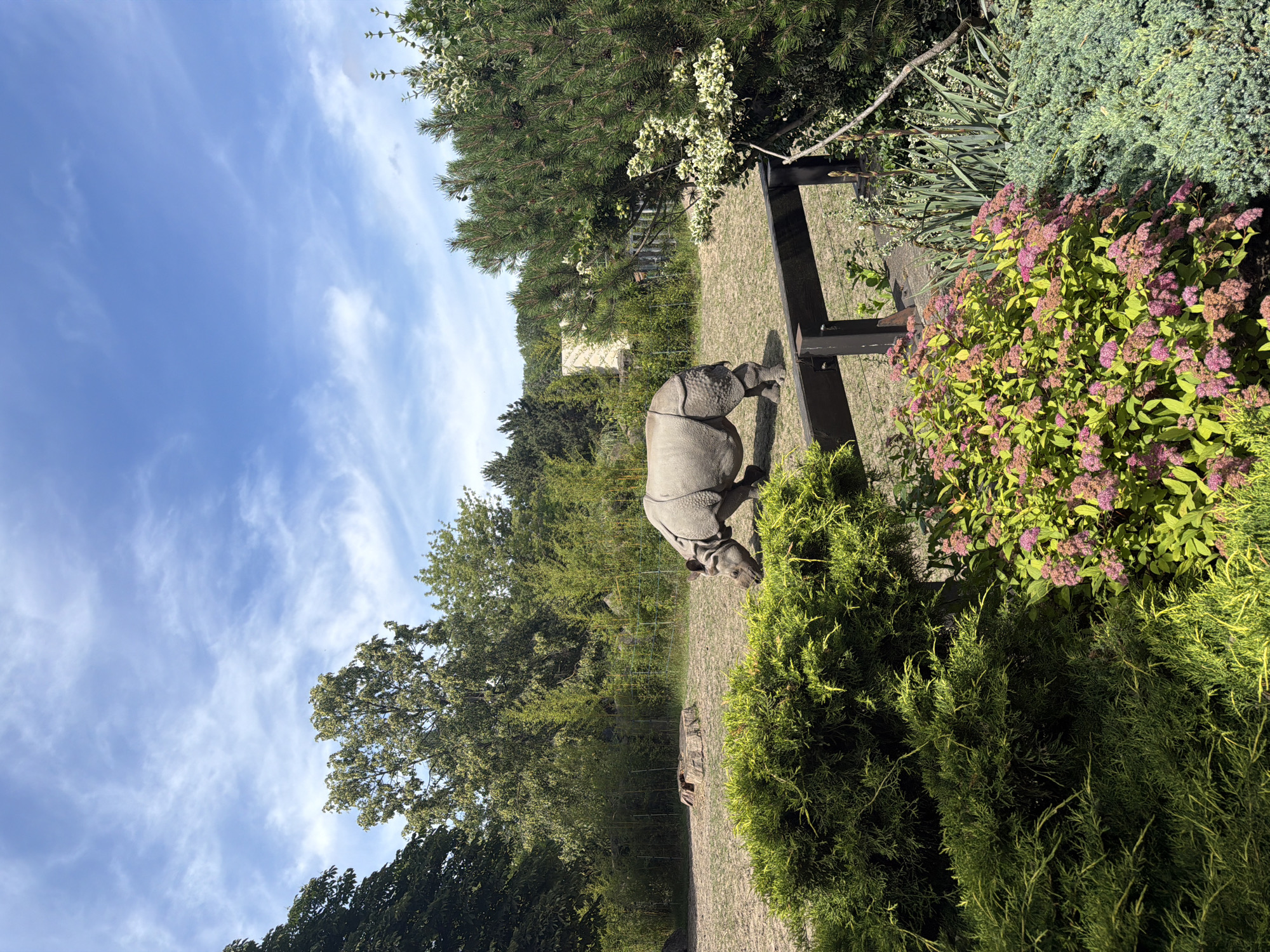 A rhinoceros is walking in an outdoor enclosure at a zoo under a partly cloudy blue sky. The rhino is gray and has a horn on its snout. It is walking from left to right, with its head down. The enclosure is a grassy area with trees and bushes. There is a wooden fence in the foreground. In the background, there are more trees and a building. The scene is well-lit by sunlight.