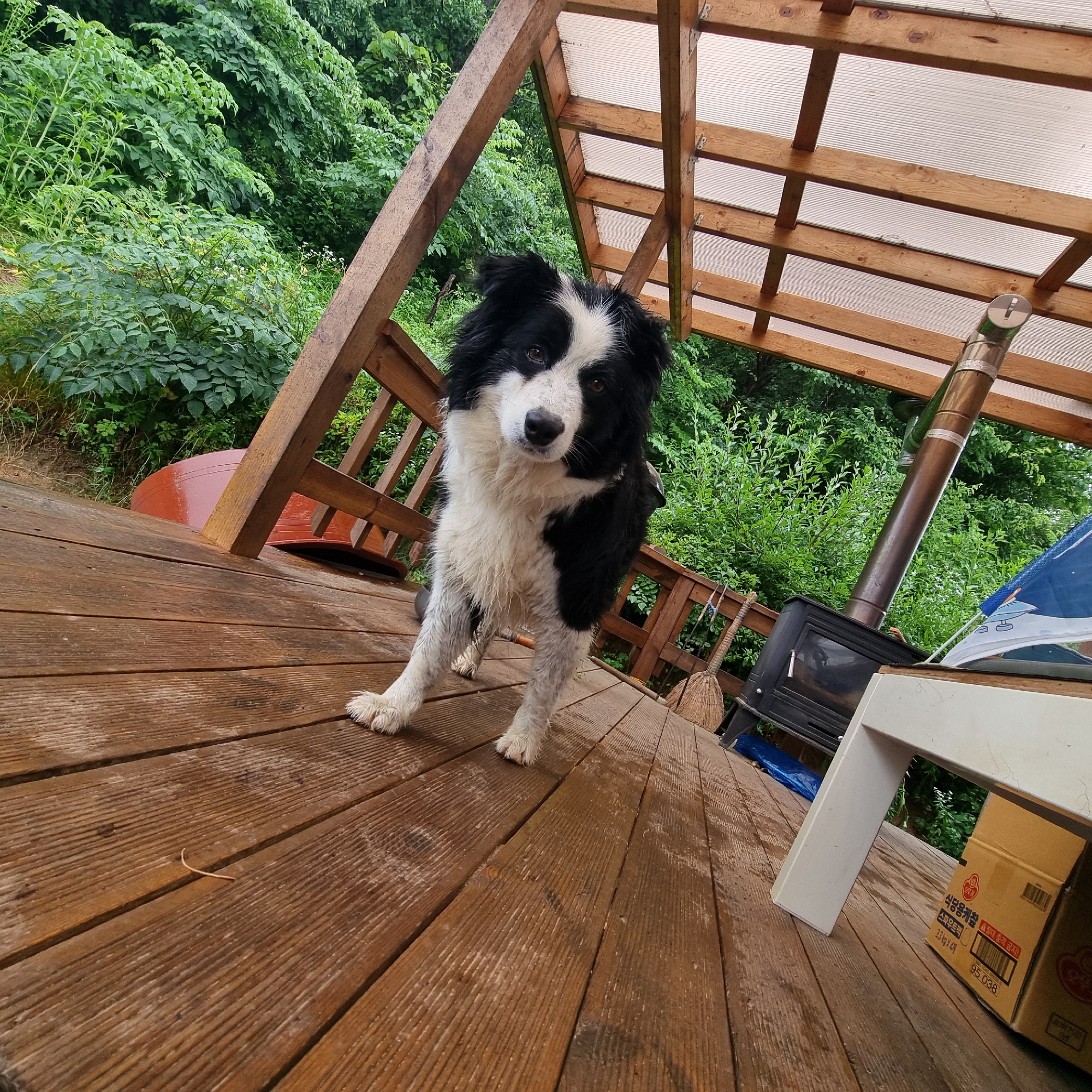 In Dunnae-myeon, South Korea, a medium-sized, black and white Border Collie stands on a wet wooden deck beneath a covered porch. The dog is facing the camera, looking directly at the viewer. The porch roof is constructed of wooden beams and translucent corrugated sheeting. To the right of the dog, a dark metal wood-burning stove with a silver chimney pipe is visible. A broom with a woven straw head leans against the railing behind the stove. In the foreground, the wooden deck planks are wet, indicating recent rain. Further to the right, a white table leg supports a portion of a table, and a cardboard box with Korean writing is placed on the deck. Behind the porch, lush green foliage and trees form a dense backdrop.