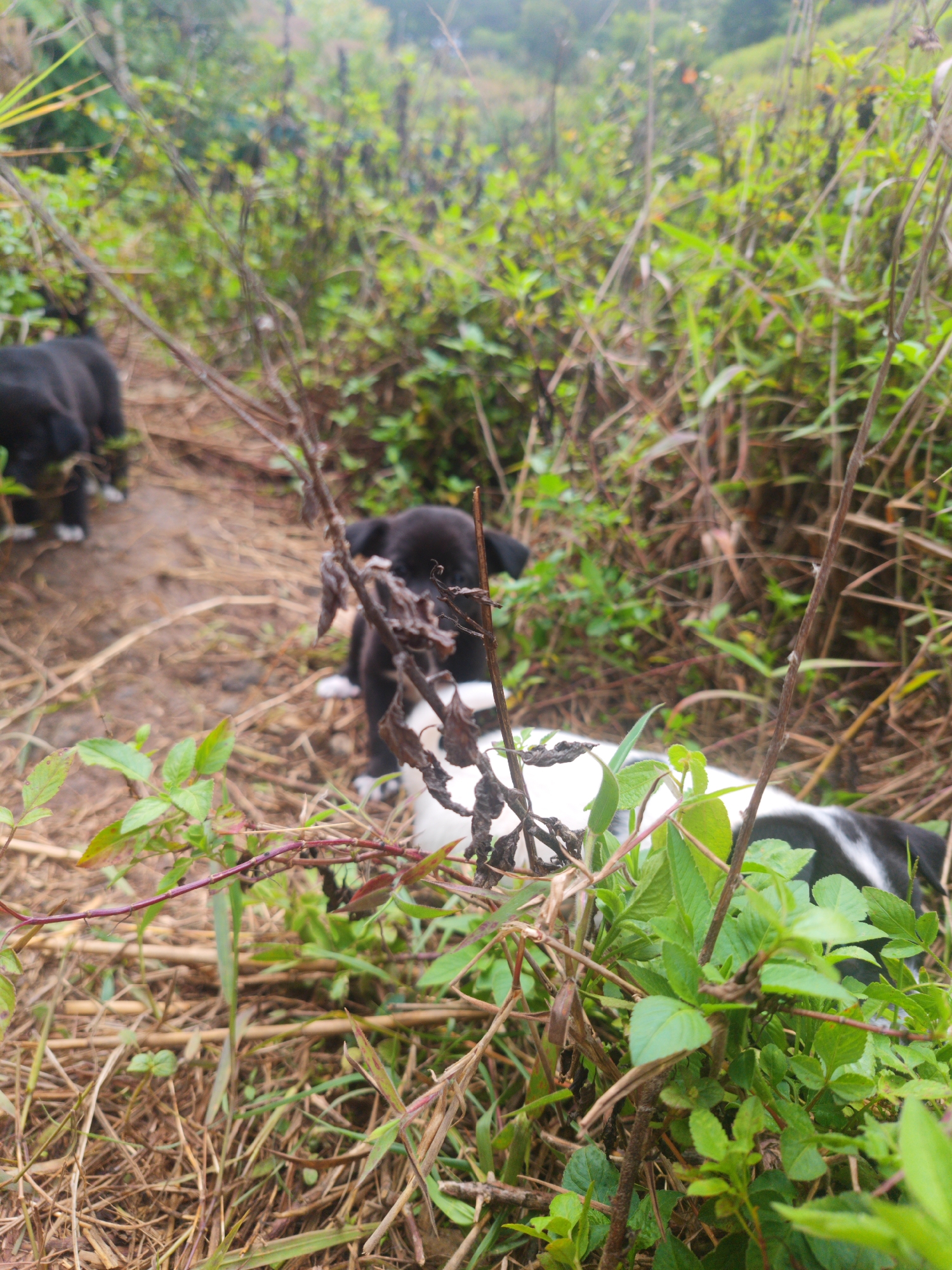 The image captures a rural scene in Cam Ly - Da Lat, Vietnam, featuring a group of puppies. Two are predominantly black, one with white paws. A third puppy displays a black and white pattern. The puppies are situated amidst dense vegetation, consisting of a mix of tall grasses, weeds, and small shrubs. The ground appears damp and covered with fallen leaves and twigs. The background includes a blurred view of a hillside, suggesting a mountainous or hilly area.