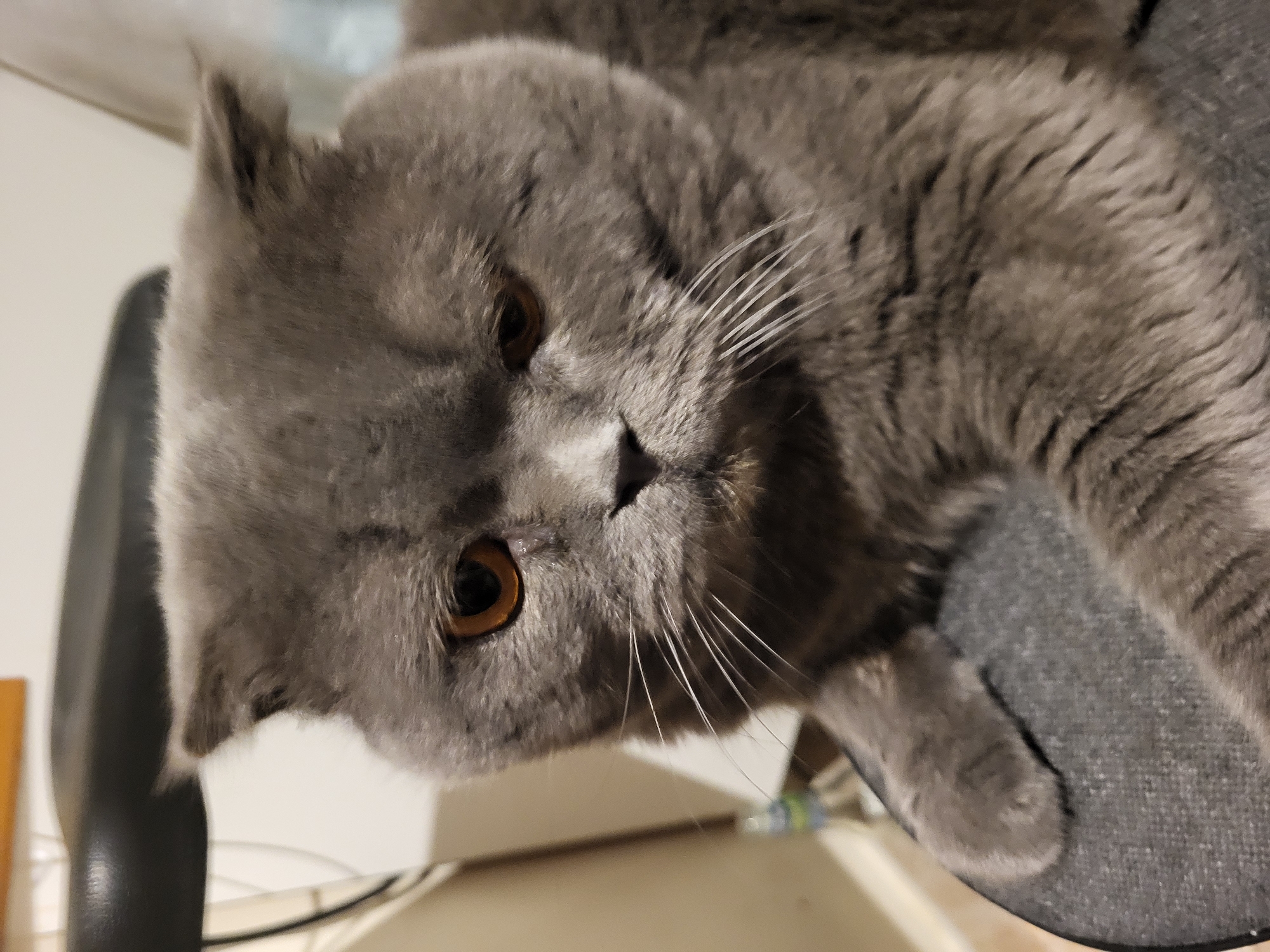 A close-up shot captures a gray British Shorthair cat with round, amber eyes and characteristic rounded ears. The cat is positioned on a dark gray upholstered surface, likely a chair or stool, with its paws resting on it. The background is blurred, showing a wall and what appears to be a bottle. The lighting is soft, illuminating the cat's facial features and fur. There are no people present in the image.