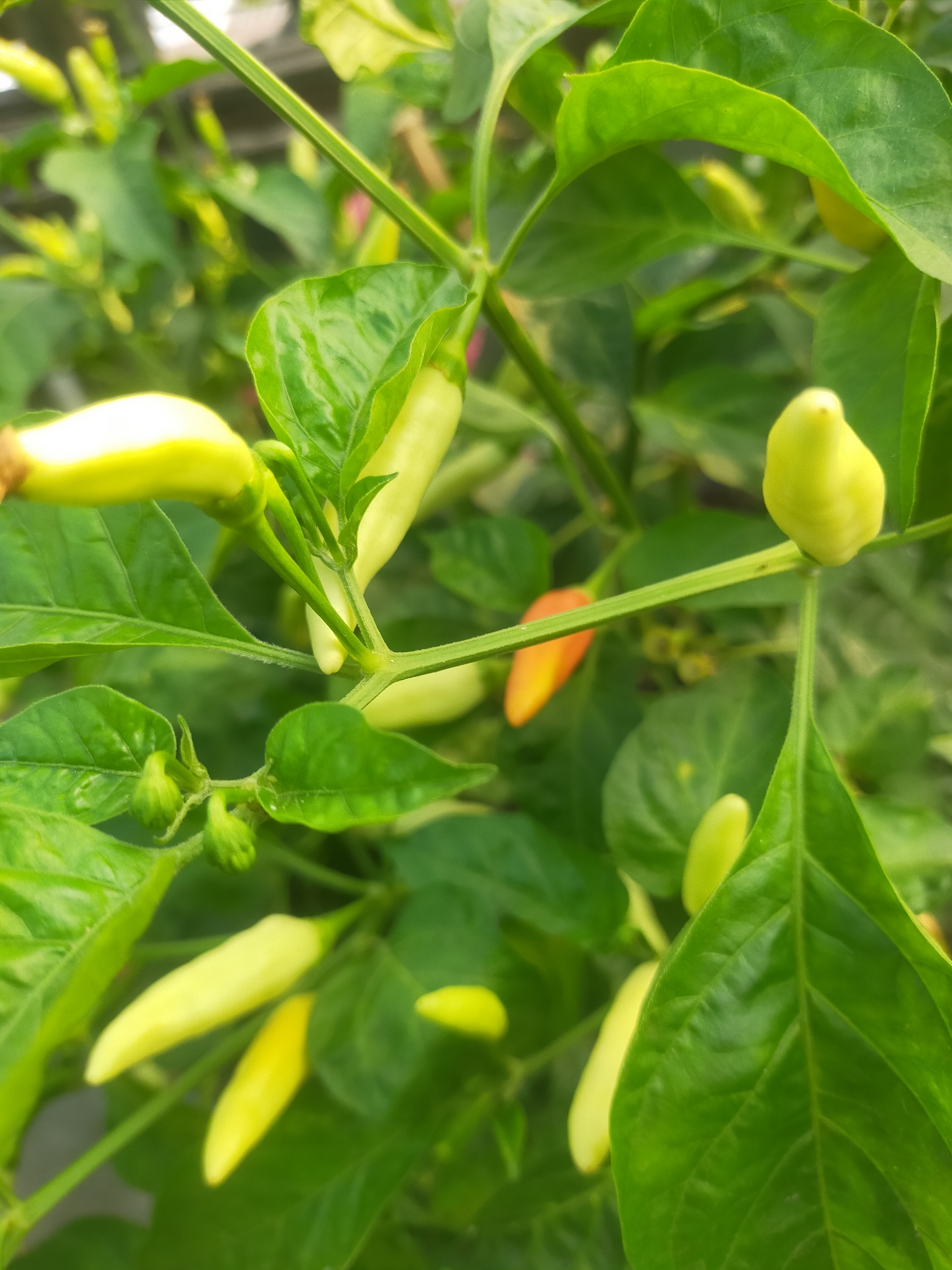 The image shows a close-up view of a chili pepper plant with several light green chili peppers and some leaves. The peppers are elongated and pointed, with a smooth surface. One chili pepper in the middle background is starting to turn orange. The leaves are a vibrant green, with some showing signs of vein patterns. The scene is well-lit, likely by natural sunlight, creating a shallow depth of field that blurs the background and emphasizes the peppers and leaves in the foreground. The setting appears to be outdoors, possibly in a garden or agricultural area.