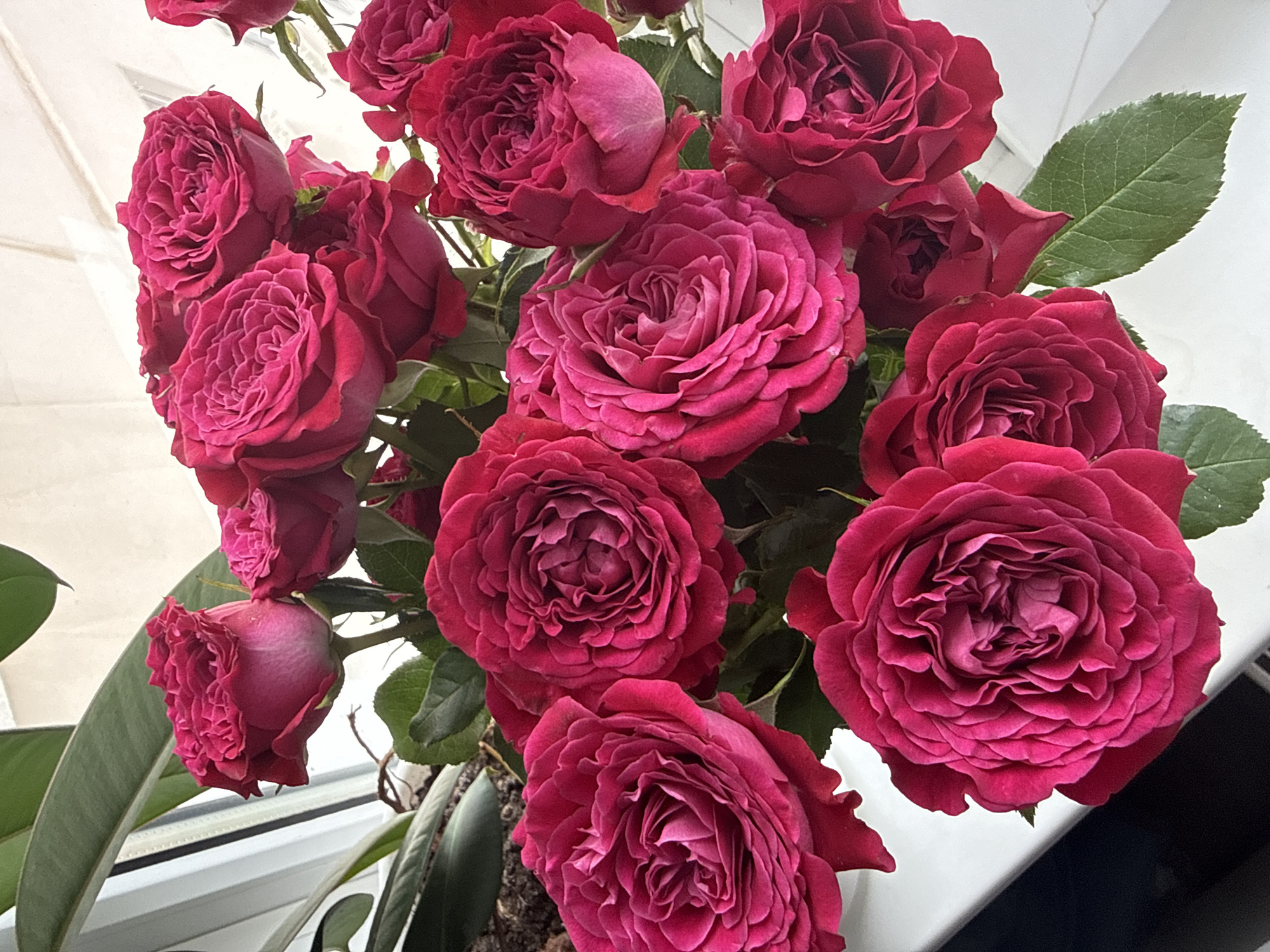 A bouquet of dark pink roses is displayed indoors, possibly in a city setting such as Perm, Russia. The roses are full-bloomed and tightly packed, with many layers of petals. Some roses are partially obscured by others, creating a sense of depth. The background is out of focus, but appears to be a light-colored wall with some window blinds or similar textured surface. The lighting is soft and diffused, suggesting an indoor environment with natural light. The overall impression is one of natural beauty and possibly a decorative arrangement.