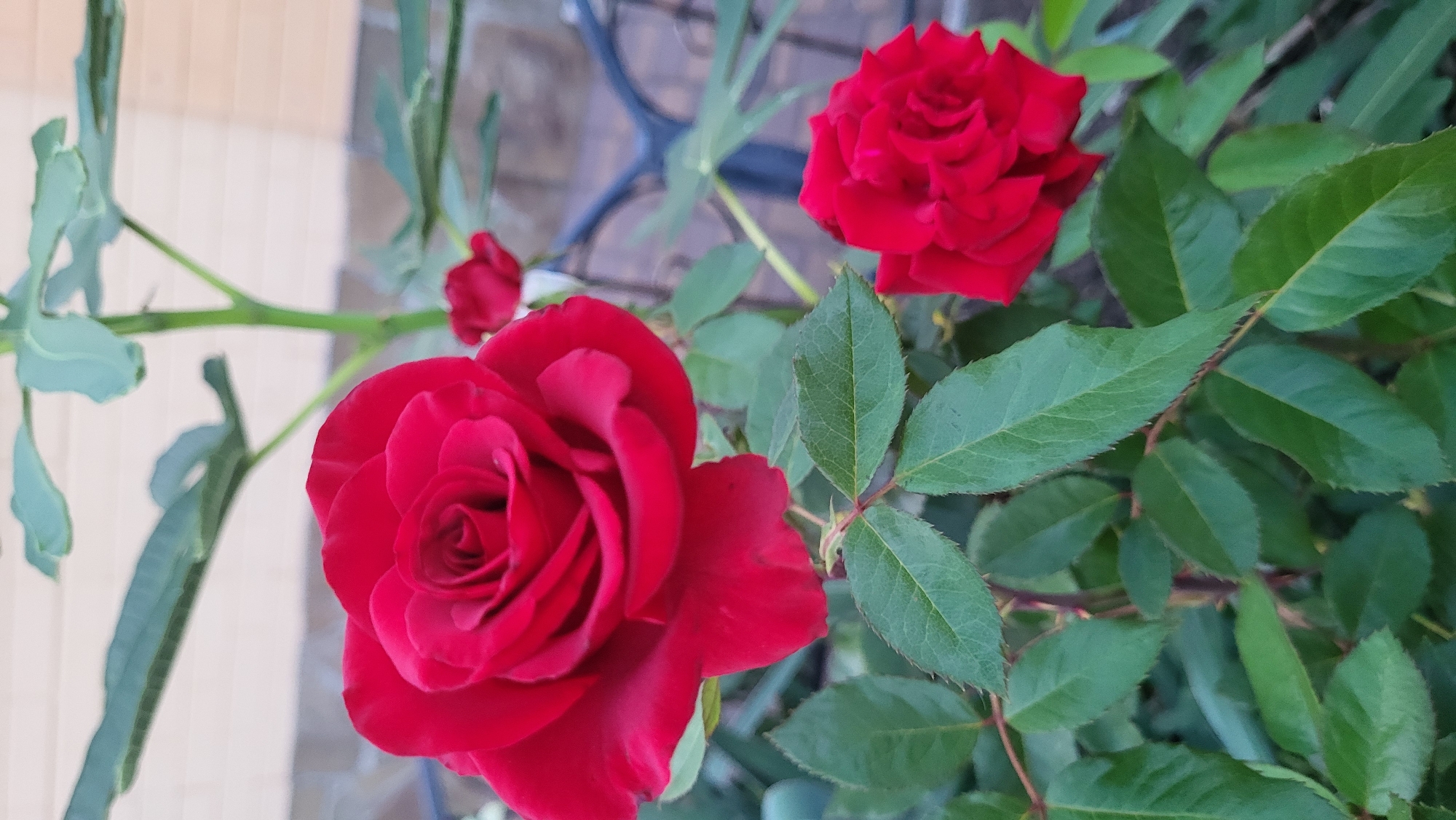 A close-up, vertical shot captures two red roses in bloom against a softly blurred background of foliage and a pale, brick-patterned wall. The larger rose, positioned in the upper left quadrant, is fully open, its velvety petals arranged in a tight spiral at the center, unfurling outwards. The smaller rose, in the lower right, is also in bloom, though slightly less open than the larger one. Green leaves, some with serrated edges, surround the roses, with visible stems showing faint red hues. In the background, a dark, decorative metal fence element and a thin, green plant stem are out of focus. The scene appears to be an outdoor setting, potentially a garden or a park. The precise location within Smila, Ukraine cannot be determined from the image alone.