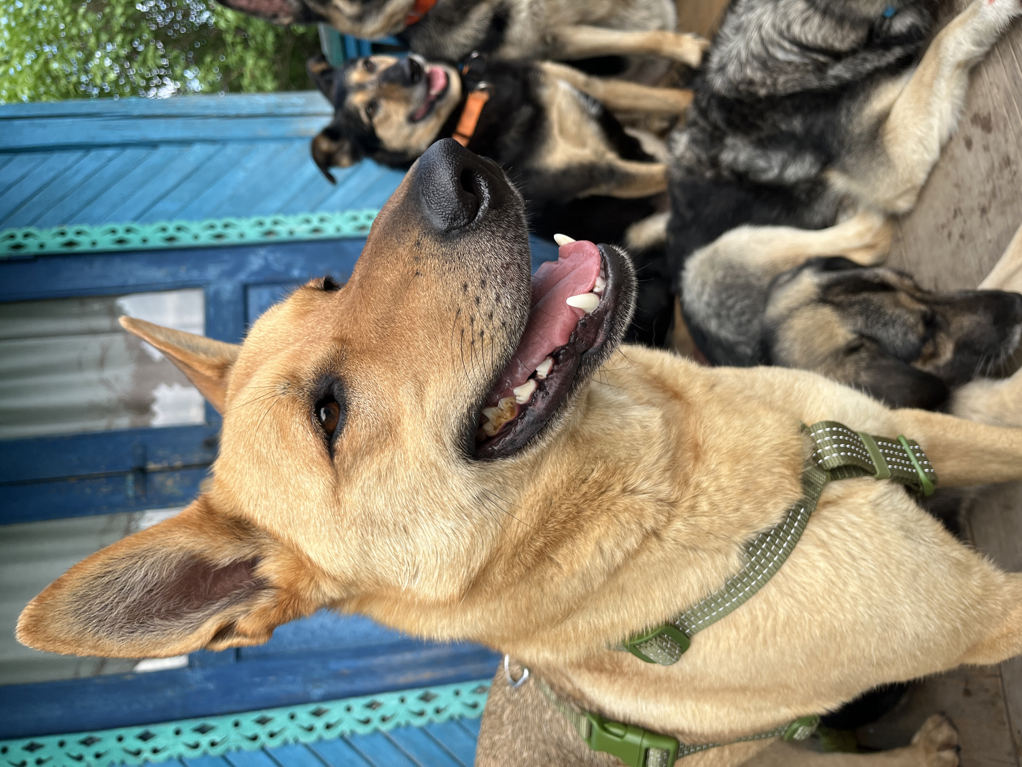A group of dogs are gathered outdoors in front of a weathered, bright blue wooden structure, possibly a porch or house entrance. The closest dog, a tan and light brown Shepherd mix, is in sharp focus, its mouth open in a pant, revealing its tongue and teeth. This dog is wearing a green harness with reflective accents. Behind it, other dogs are visible, some sitting and some lying down. One black and tan dog wears an orange collar. The background shows green foliage and a cloudy sky. The wooden structure has decorative carvings and appears somewhat aged. The scene suggests a gathering of dogs in a residential or rural outdoor setting in Nizhny Tagil, Russia.