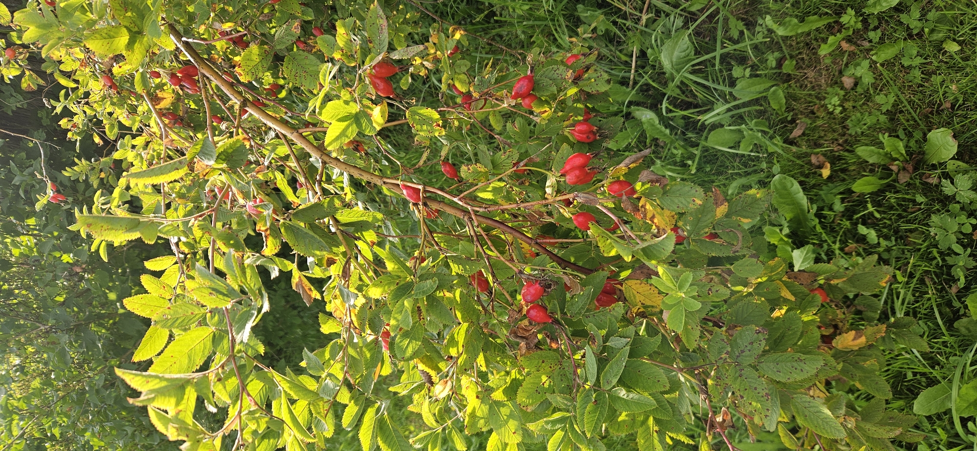 This is a medium-shot, vertical-orientation photograph of a wild rose bush with bright red rose hips and green leaves. The bush is positioned in the foreground, with branches extending across the frame. Some leaves are yellowing and show dark spots, indicating the approach of autumn. The background consists of dense green foliage and grass, suggesting an outdoor, natural environment. The lighting suggests it is daytime, with sunlight illuminating the leaves from the left. The image was taken in a rural setting, possibly within the Мазалаўскі сельскі Савет, Belarus. There are no people or animals visible in the frame.