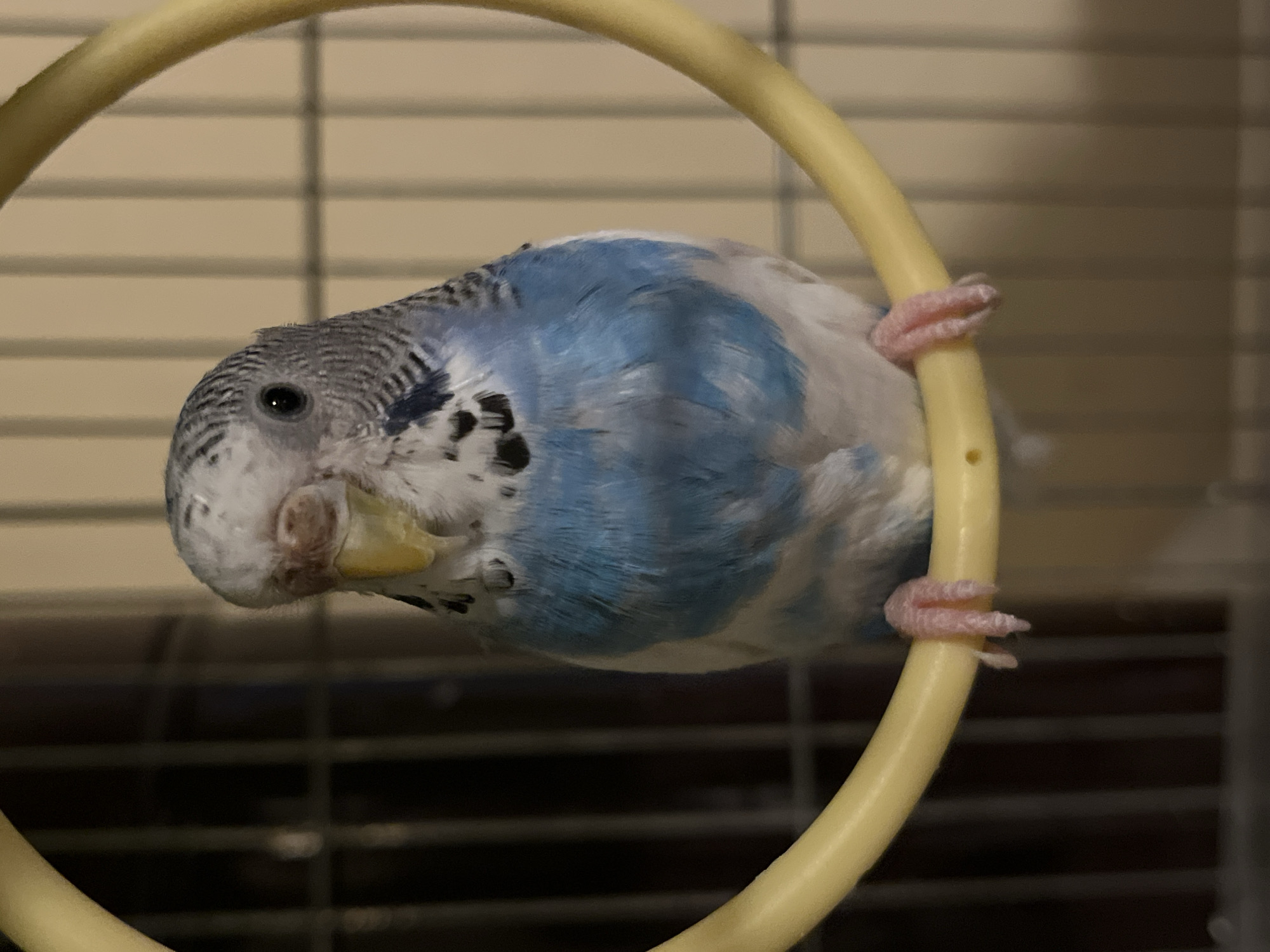 A budgerigar, primarily blue and white, clings to a yellow circular perch inside a cage. The budgerigar's head is gray with black markings. Its feet are pink and grip the perch. The background shows the cage bars. The location is not discernible from the provided image.