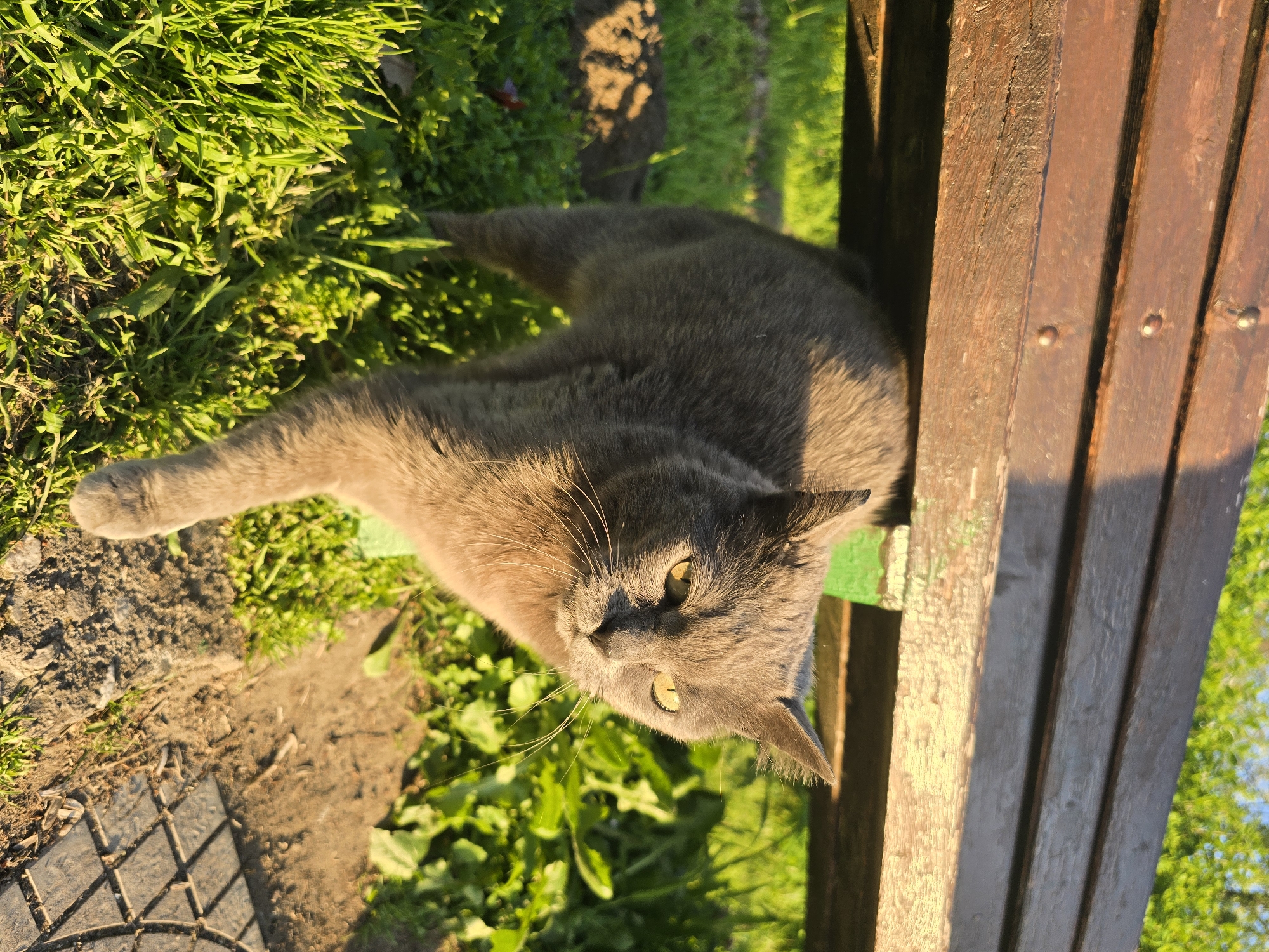 A gray domestic cat lies stretched out on green grass next to a wooden bench in an outdoor setting. The cat, with short, soft gray fur and bright yellowish-green eyes, has its head turned to face the viewer, making direct eye contact. Its prominent white whiskers are clearly visible. The cat appears relaxed and content, possibly basking in the warm sunlight.
The scene is illuminated by strong, golden light, indicating either late afternoon or early morning. This light casts soft shadows and highlights the textures of the cat's fur, the lush green grass, and the dark brown wooden planks of the bench. Some patches of bare earth are visible on the ground, and a small portion of a dark, gridded object (possibly a mat or drain cover) can be seen in the lower-left corner. The overall atmosphere is peaceful and serene. No visible text is present in the image.