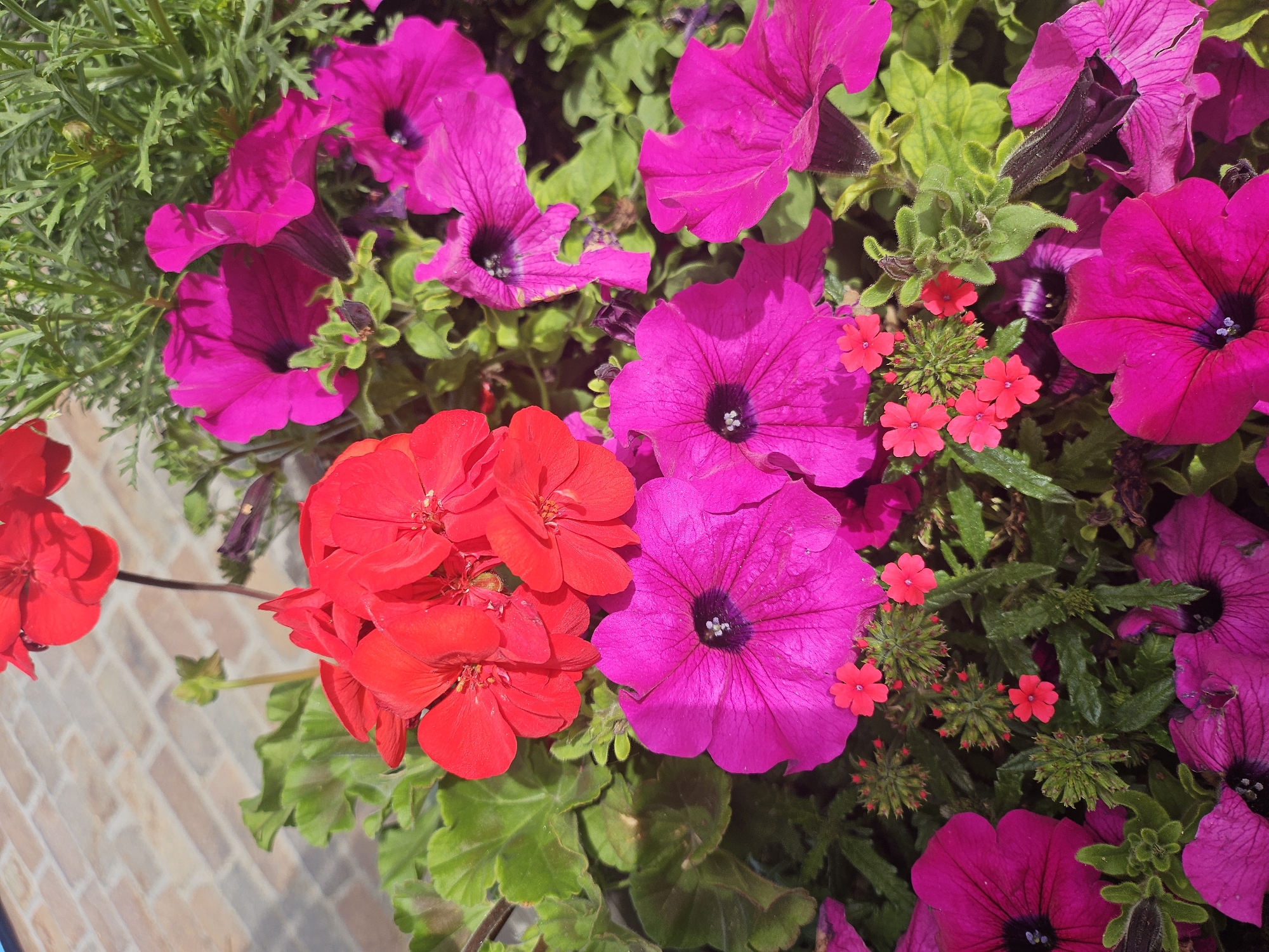 The image shows a close-up of a colorful flower arrangement in a planter. The planter contains bright red geraniums and vibrant fuchsia petunias. Some small, delicate red flowers, possibly verbena, are also interspersed among the larger blooms and green foliage. The background features a blurred view of a light-brown brick walkway, suggesting an outdoor setting. The lighting indicates it is daytime with sunlight illuminating the flowers. There are no people or animals visible in the image. The location is not specified as St. Moritz, Switzerland, and there is no indication of any specific city within the image itself.