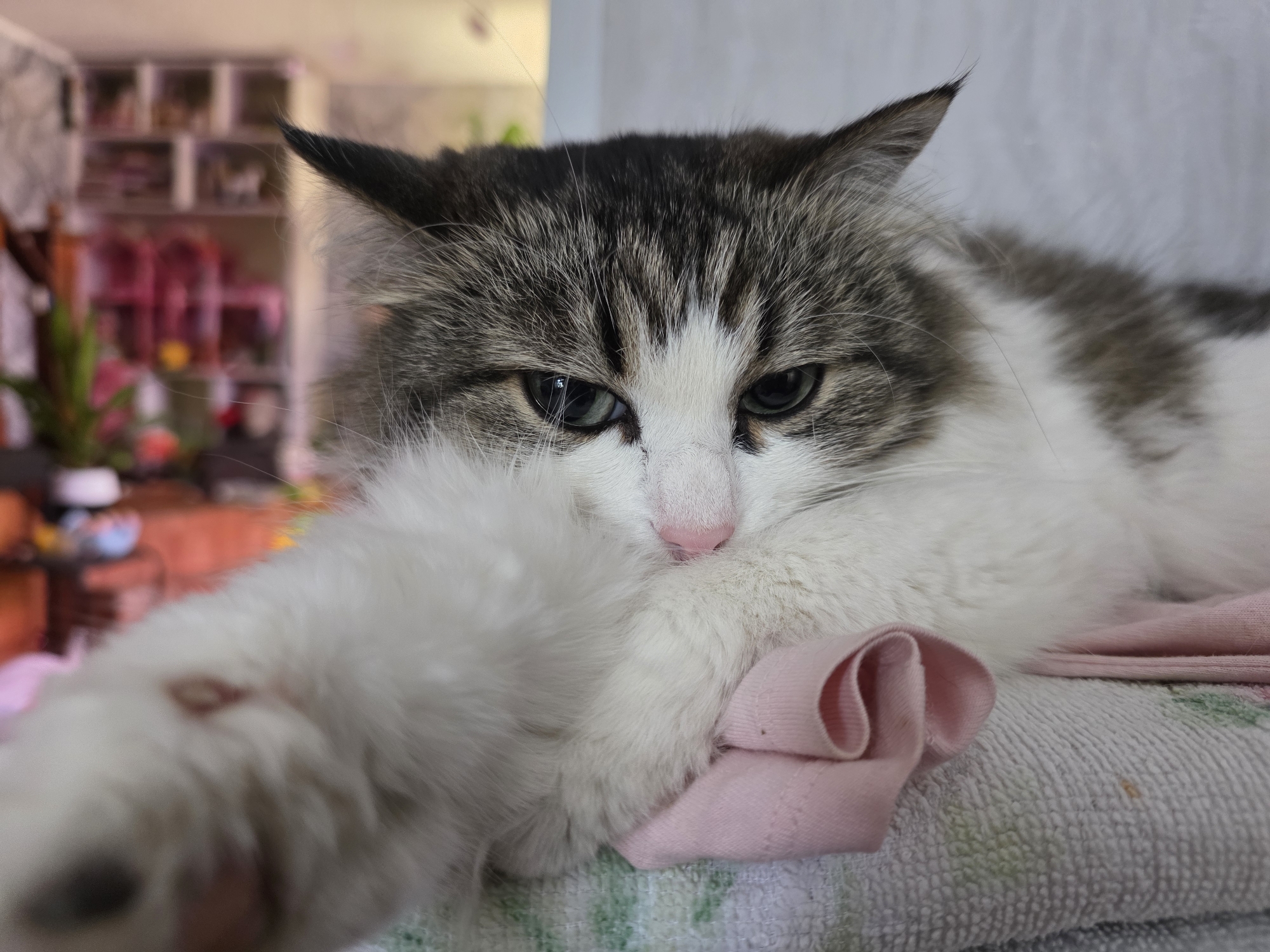 A close-up shot depicts a cat lying down on a surface covered with a white and green towel. The cat is predominantly white with gray and black markings on its head and back. It has green eyes and a pink nose. A light pink fabric rests beneath the cat's head. In the background, out of focus, is a shelving unit filled with various items. The photograph was taken in the city of Chaikovsky, Russia.