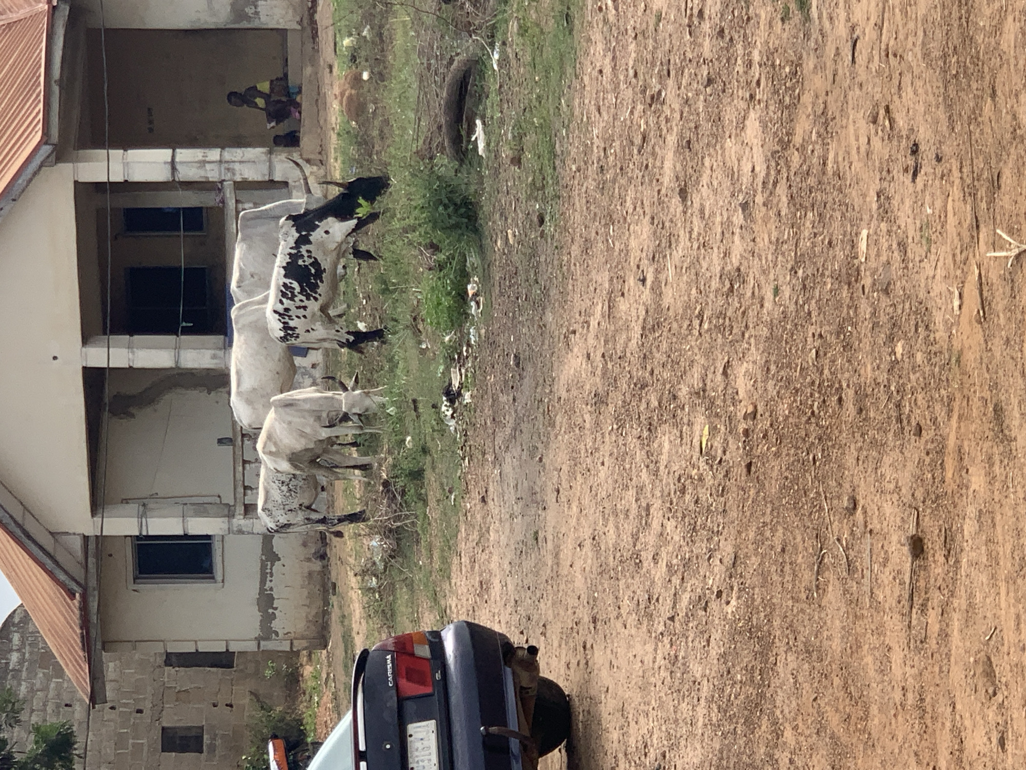 The image depicts a dusty, potentially unpaved area in Kabba, Nigeria, near a two-story building with some signs of construction or lack of maintenance. A group of cows, primarily white with black spots, are grazing near the building. In the background, a person is visible sitting in the shade of the building's open ground floor. A car, partially visible in the foreground, suggests vehicular access in the area. Debris and litter are scattered around the area.