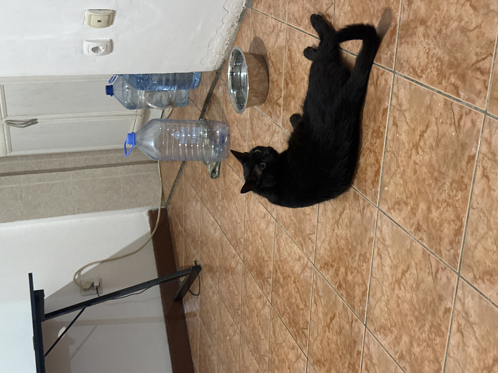 An indoor scene captures a black cat lounging on a tiled floor. The cat is positioned on its side, facing the left of the frame, with its paws extended. Nearby, a silver metal bowl sits on the floor, containing water. In the background, several large plastic water bottles are visible, along with a portion of a black desk and electrical outlets on a white wall. The overall environment appears to be a room with light brown, square tiles on the floor and beige-tiled walls. There are no discernible elements within the image that would indicate a specific location in the city of Budva, Montenegro, or any other specific geographic location.