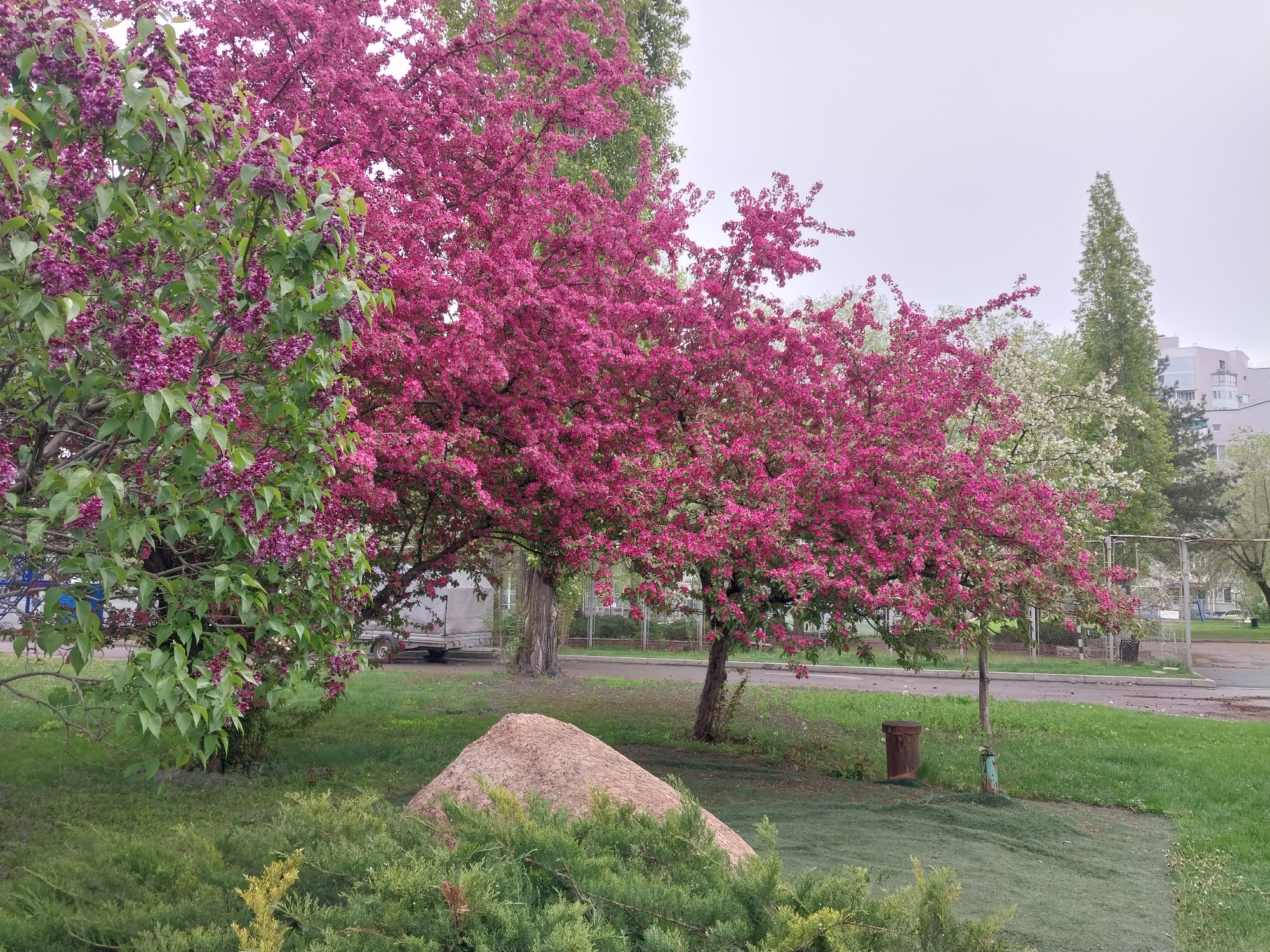 The image shows a landscape in what appears to be a park setting in Orenburg, Russia. Dominating the scene are several trees in full bloom. One large tree displays vibrant magenta blossoms. Another tree, located to the left, has green leaves and purple flowers, possibly lilac. There is also a tree with white flowers visible in the background.
In the foreground, there is a mound of brown material, possibly sand or soil, surrounded by low-lying evergreen shrubs. In the mid-ground, there is a weathered, cylindrical metal object, possibly a trash can.
A paved area is seen behind the trees, along with a fence and glimpses of buildings in the background, including what looks like an apartment building. The sky is overcast, suggesting a cloudy day.