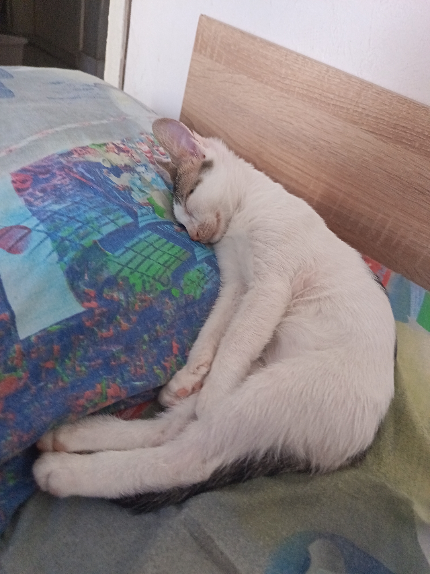 A white cat with tabby markings is sleeping on a bed. The cat is curled up on its side, with its paws tucked underneath its body. The bed has a colorful patterned sheet and a wooden headboard. The scene appears to be indoors, likely in a bedroom, in the city of Yambol, Bulgaria.