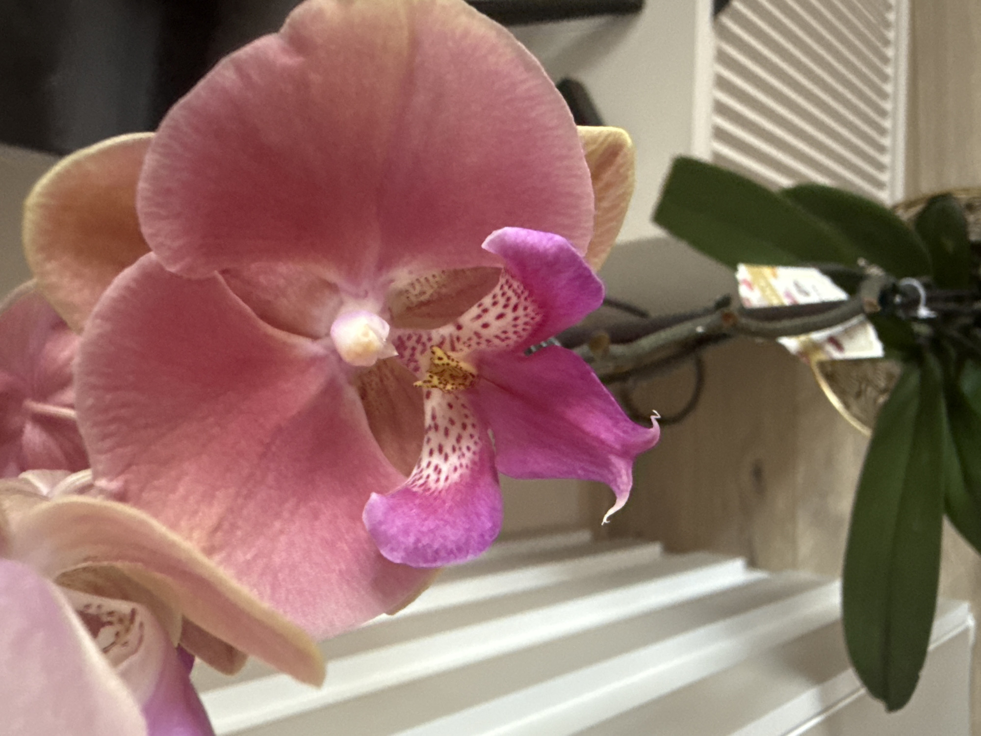 A close-up shot shows a vibrant orchid flower in full bloom. The large petals are a blend of pink and peach hues, with a central petal exhibiting a brighter magenta color adorned with reddish-purple spots. The flower's center displays a small yellow structure. Behind the orchid, a glimpse of the plant's green leaves and stems can be seen. In the background, there is a white slatted surface and a cream-colored wall. The location is unknown.