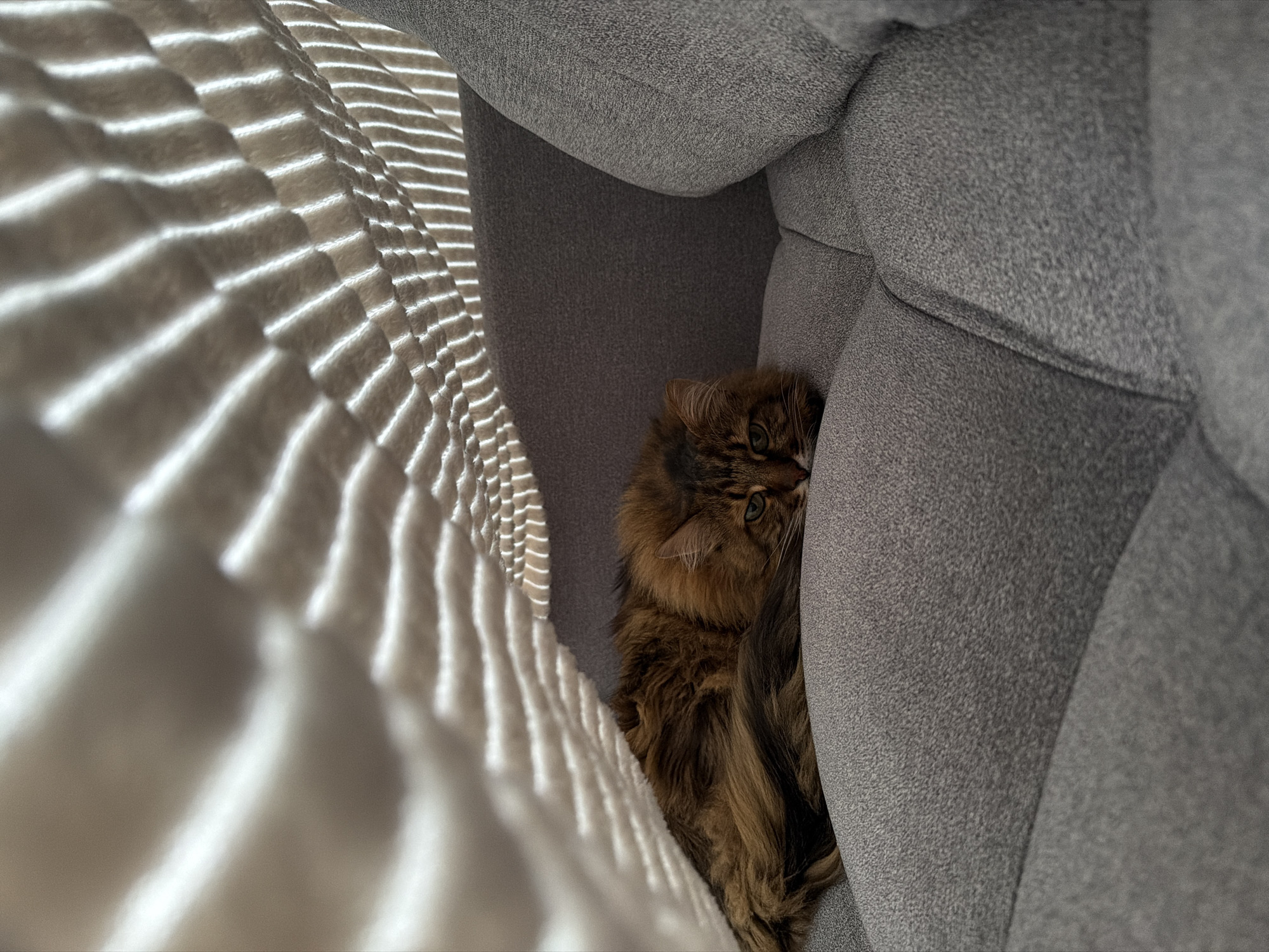 A long-haired tabby cat with brown and black fur is resting under a light-colored blanket on a gray upholstered armchair. The blanket casts striped shadows across the scene. The cat is lying on its side, facing the camera with its head resting on the armchair. Its green eyes are partially open. The armchair has a tufted design. The scene is indoors. The location in the city of Kyiv, Ukraine, cannot be determined from the image.