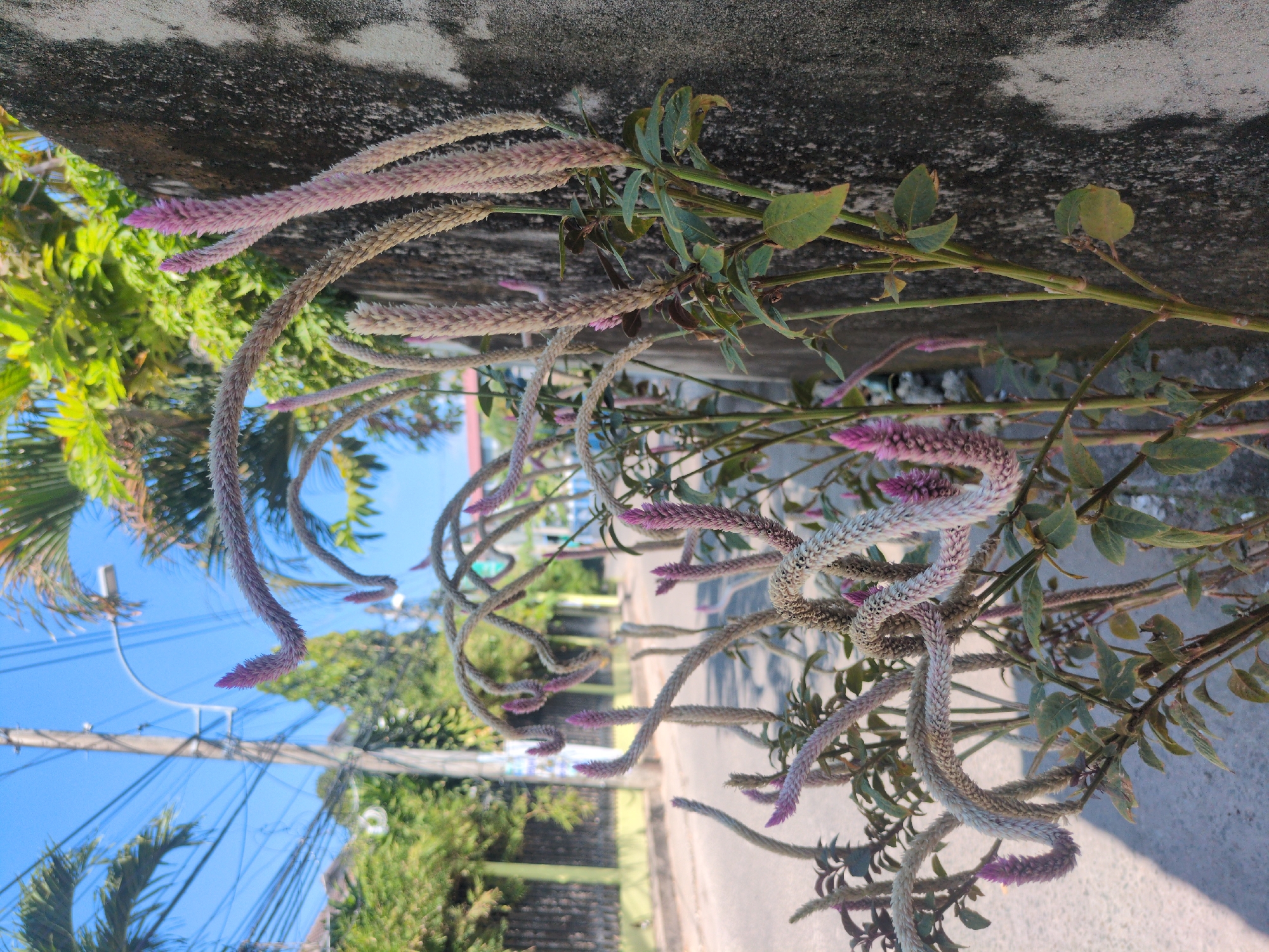 The image shows a plant with cascading, fuzzy, lavender-tipped flower spikes growing near a road in Phú Quốc, Vietnam. The plant has green leaves and thin stems, extending along a light gray concrete surface. In the background are lush green trees, a blue sky with power lines, and a paved road.
