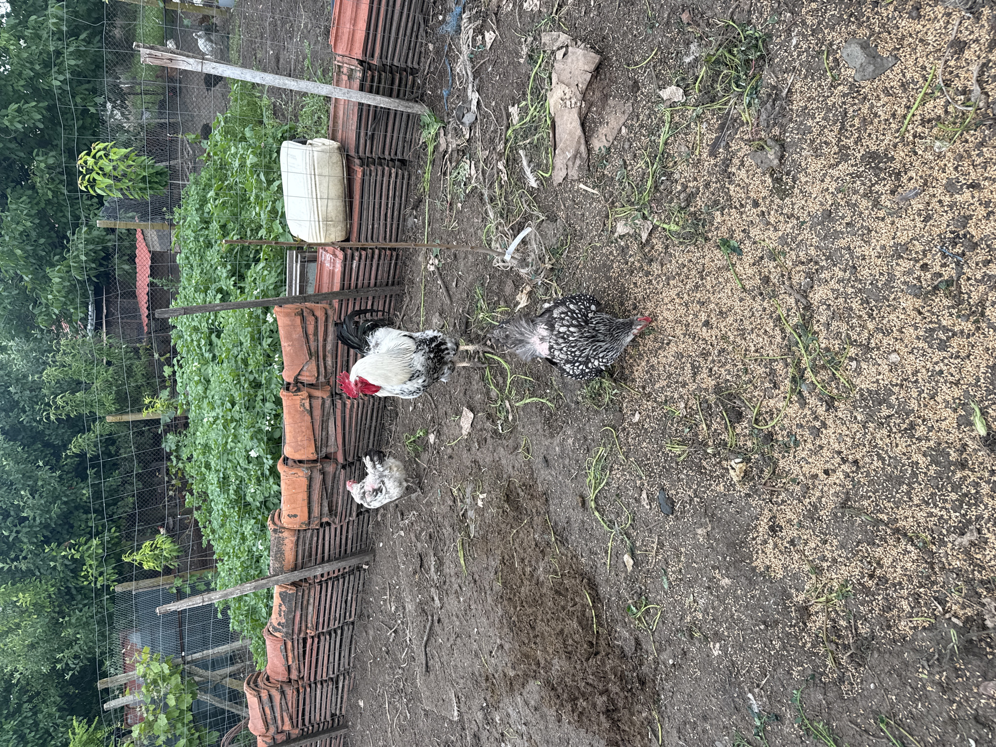 This image captures an outdoor scene, likely a backyard or small farm enclosure, in a rural or semi-rural setting in Sarnevo, Bulgaria. The ground is primarily dirt, with scattered patches of green weeds and some debris.
The main subjects are three chickens. On the left, a large rooster or hen with white and black speckled feathers and a bright red comb stands near stacked terracotta tiles. To its right, another adult chicken, distinctly black and white speckled, is hunched over, actively pecking at or foraging for food on the ground. A smaller, white chicken with black flecks is partially visible closer to the stacked tiles. The right side of the frame shows a wide area of the ground generously covered with light brown grain or feed, which the chickens are presumably eating.
In the midground on the left, numerous reddish-brown terracotta roof tiles are neatly stacked in several rows, forming a structural element or storage area. A white plastic jerry can or container rests on top of some of these tiles. Beyond the tile stacks, a vibrant green garden bed, possibly containing crops like potatoes given the foliage, is visible, enclosed by a wire mesh fence supported by wooden posts. Further in the background, dense green foliage and trees indicate a lush environment.
The lighting suggests it is daytime, possibly under an overcast sky, as there are no strong shadows. There is no visible text in the image. The scene depicts a common activity of chickens foraging in a domestic or farmyard setting.