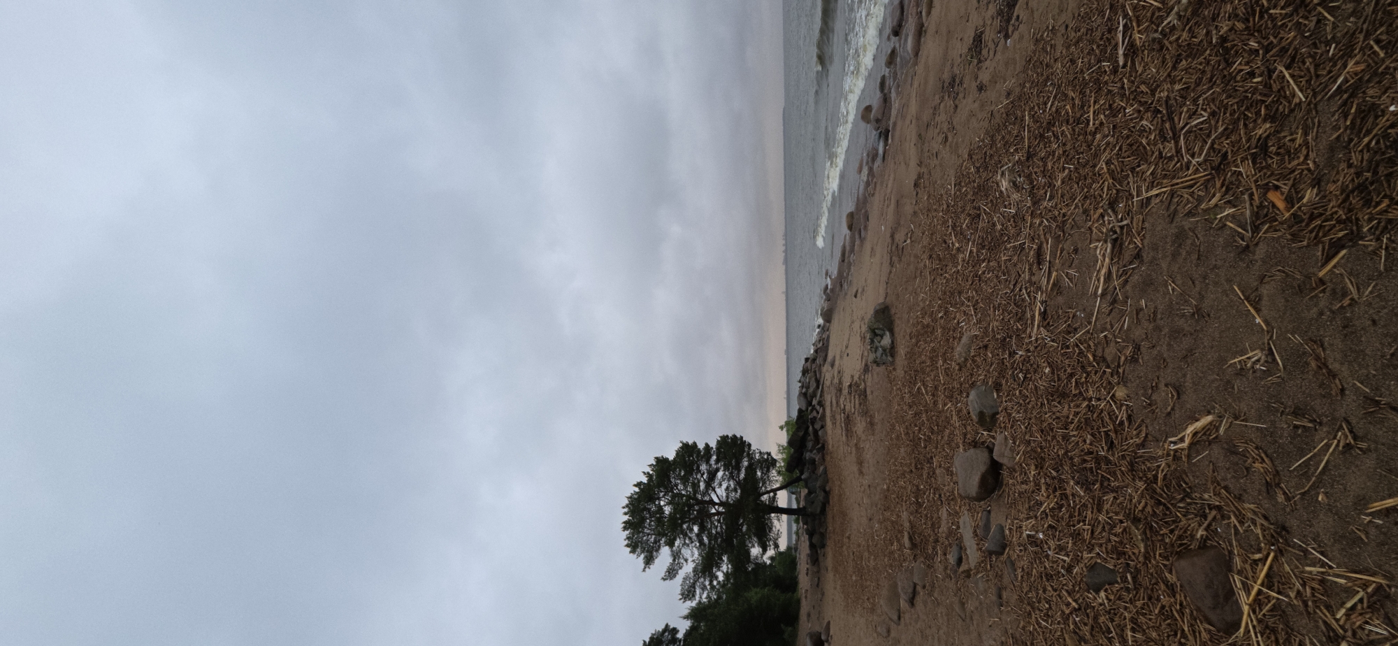 A vertical, eye-level, medium shot depicts a deserted beach on an overcast day. The sky is filled with a uniform layer of gray clouds. In the middle ground, a solitary pine tree stands on a rocky outcrop near the water's edge. The tree has dark green foliage and a thick trunk that leans slightly to the right. The beach in the foreground is covered in sand and a layer of dry, brown reeds and grasses. Several large, dark gray stones are scattered across the sand. The ocean stretches across the background, with gentle waves lapping at the shore. In the far distance, a faint, hazy skyline of buildings is visible on the horizon. The overall mood of the image is somber and tranquil.
