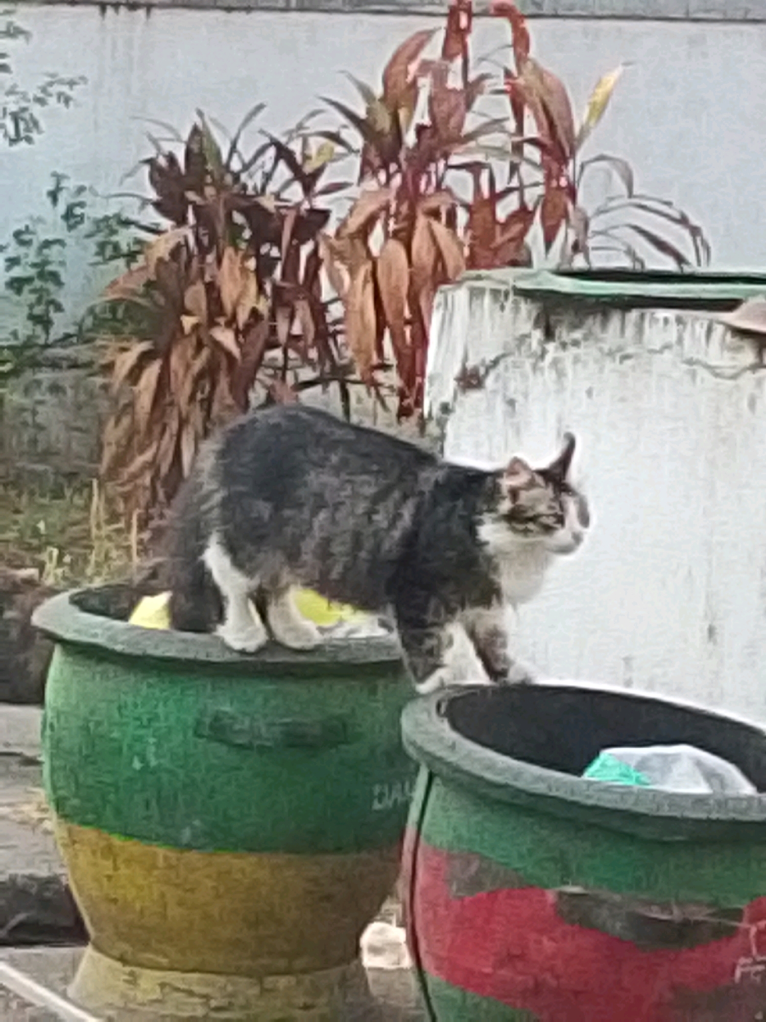 A medium shot captures a tabby cat standing on the rim of a large, round green and yellow planter. The cat is facing right, with its body angled towards the viewer. It has a white chest and paws, and dark grey and black tabby markings on its back and head. Its ears are perked up, and its eyes are partially closed. Behind the cat, several dry, reddish-brown leaves are visible, possibly from a plant in another planter. The background consists of a plain, light-colored wall and some out-of-focus greenery. The lighting suggests it is daytime.