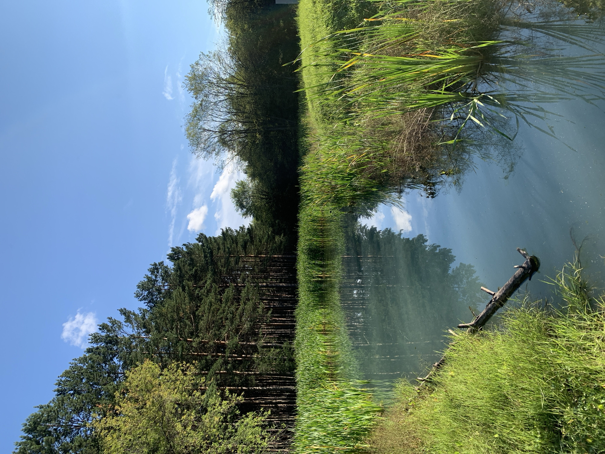 This image depicts a natural scene with a body of water reflecting the sky and surrounding vegetation. On the left side, a dense stand of tall pine trees forms a dark green wall. In front of the trees, a thick growth of tall, green reeds lines the water's edge. The water itself is a pale blue-green color, with a fallen tree branch partially submerged on the left bank. The right bank features more reeds and grassy areas, with a dense, dark green line of trees further in the background. The sky above is a clear blue with a few wispy white clouds. The scene conveys a sense of tranquility and untouched nature. There are no people or animals visible in the image, nor any signs of urban development. The location is not identifiable as Prokopyevsk, Russia, as there are no specific landmarks or features that point to that city.