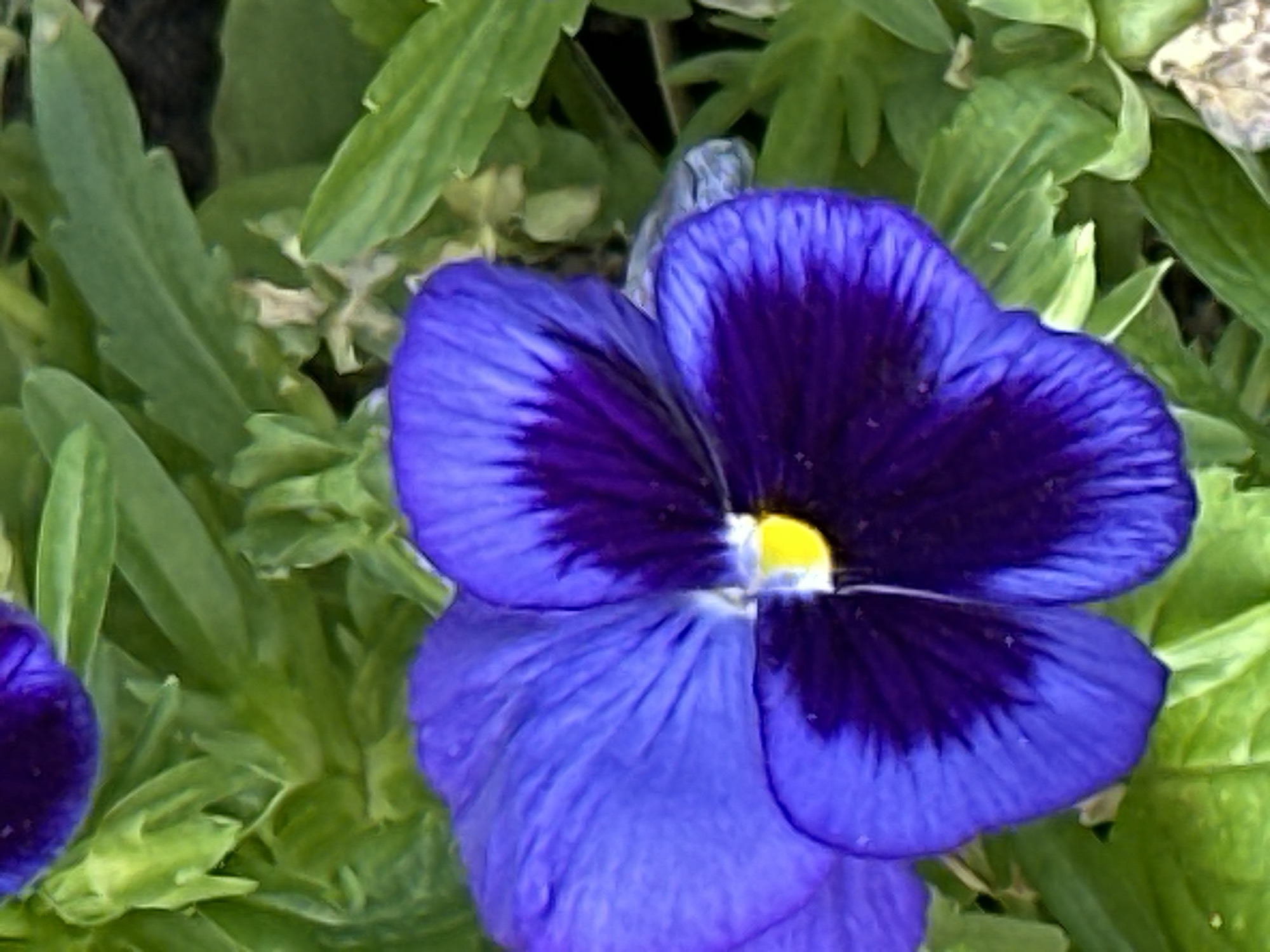 A close-up, high-angle shot shows a vibrant purple pansy flower with a dark purple center and a bright yellow stamen. The petals are a deep blue-purple with lighter blue hues on the edges, and they have a velvety texture with visible veins. The flower is surrounded by lush green foliage, indicating an outdoor setting, likely a garden. The image does not provide any specific visual cues to determine its location within Podolsk, Russia. There are no people, actions, or interactions depicted. The overall scene is natural and serene, focusing entirely on the beauty of the flower and its surrounding greenery.