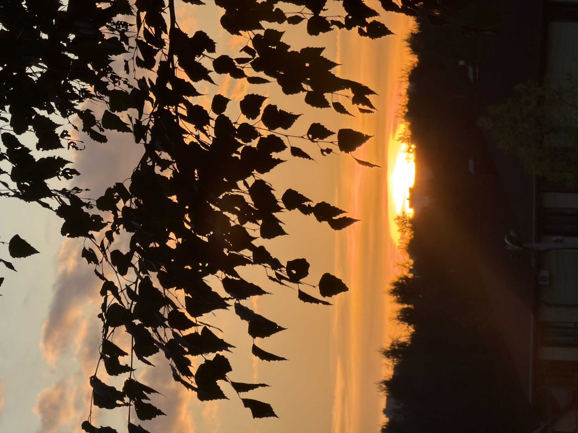 The image captures a sunset scene from the city of Unknown, Unknown. Silhouetted branches and leaves from a tree in the foreground frame a vibrant orange and yellow sky. The sun is low on the horizon, casting a warm glow and creating a bright, hazy effect. Below the sky, a dark silhouette of trees and buildings is visible, indicating a suburban or urban environment. The overall impression is one of a peaceful end to the day.