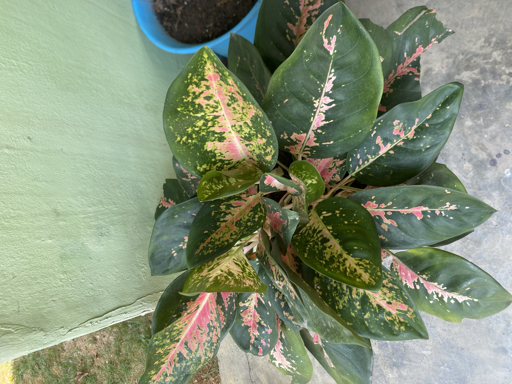 A close-up, high-angle shot focuses on a potted plant with large, variegated green, pink, and yellow leaves. The plant is situated outdoors, resting on a concrete surface. In the background, a light green, textured wall is visible, partially obscured by the plant. To the right, a blue plastic pot filled with dark soil is partially in frame. The ground to the left of the plant shows dry grass and dirt. The scene appears to be in a residential or garden setting, likely in Batam, Indonesia, given the tropical plant species and the outdoor elements.