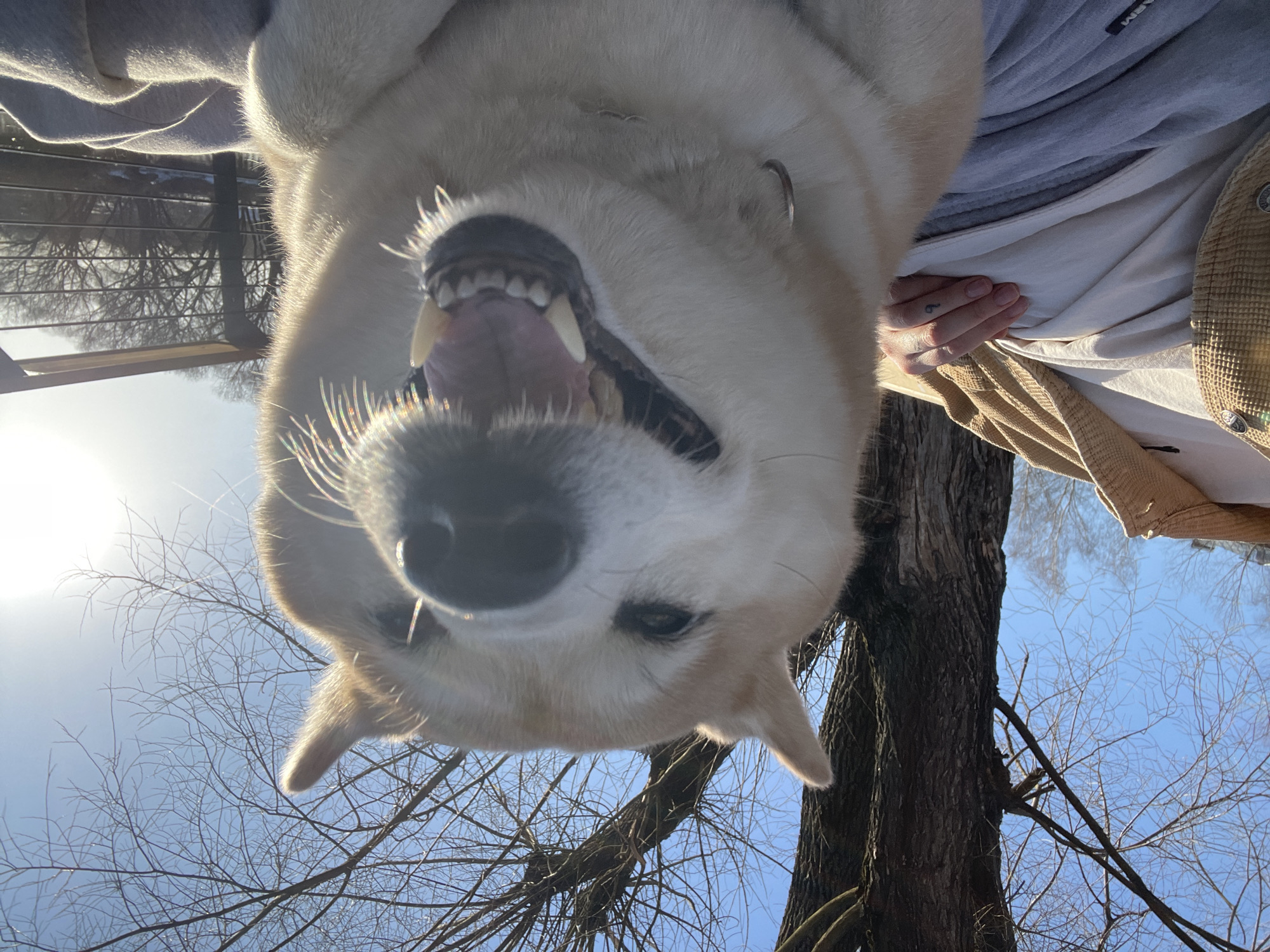A low-angle shot captures a Shiba Inu dog from below, its head filling much of the frame. The dog's mouth is open, revealing its teeth and tongue. Above the dog is a blue sky dotted with bare tree branches. To the right is the trunk of a tree, and around the dog's head are portions of a person's clothing – a grey sweatshirt, a light-colored shirt, and a brown jacket. The location is an outdoor area, possibly a park, in Fabriki 1 maya, Russia, as indicated in the prompt.