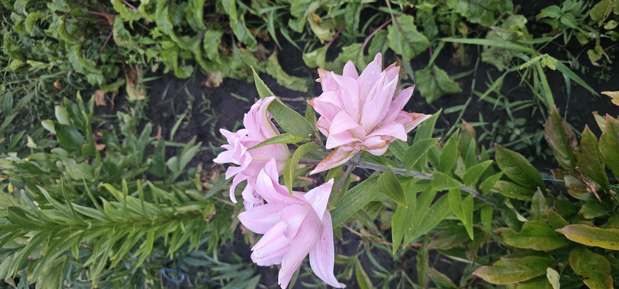 In an outdoor garden setting, a close-up shot captures three light pink lilies in bloom, with a fourth in a partially open state. The lilies are positioned centrally in the frame, with their petals gently unfurling and some showing slight browning at the edges. The plants are surrounded by lush green foliage and dark, rich soil. The background is filled with more green leaves, some of which appear to be beet greens due to their deep red veins. The overall impression is one of a vibrant, natural environment, possibly a backyard or allotment, with the focus on the delicate beauty of the flowers. The lighting suggests it might be early morning or late afternoon, with soft, diffused light illuminating the scene. The image does not contain any people or evidence of human activity beyond the cultivation of the plants.