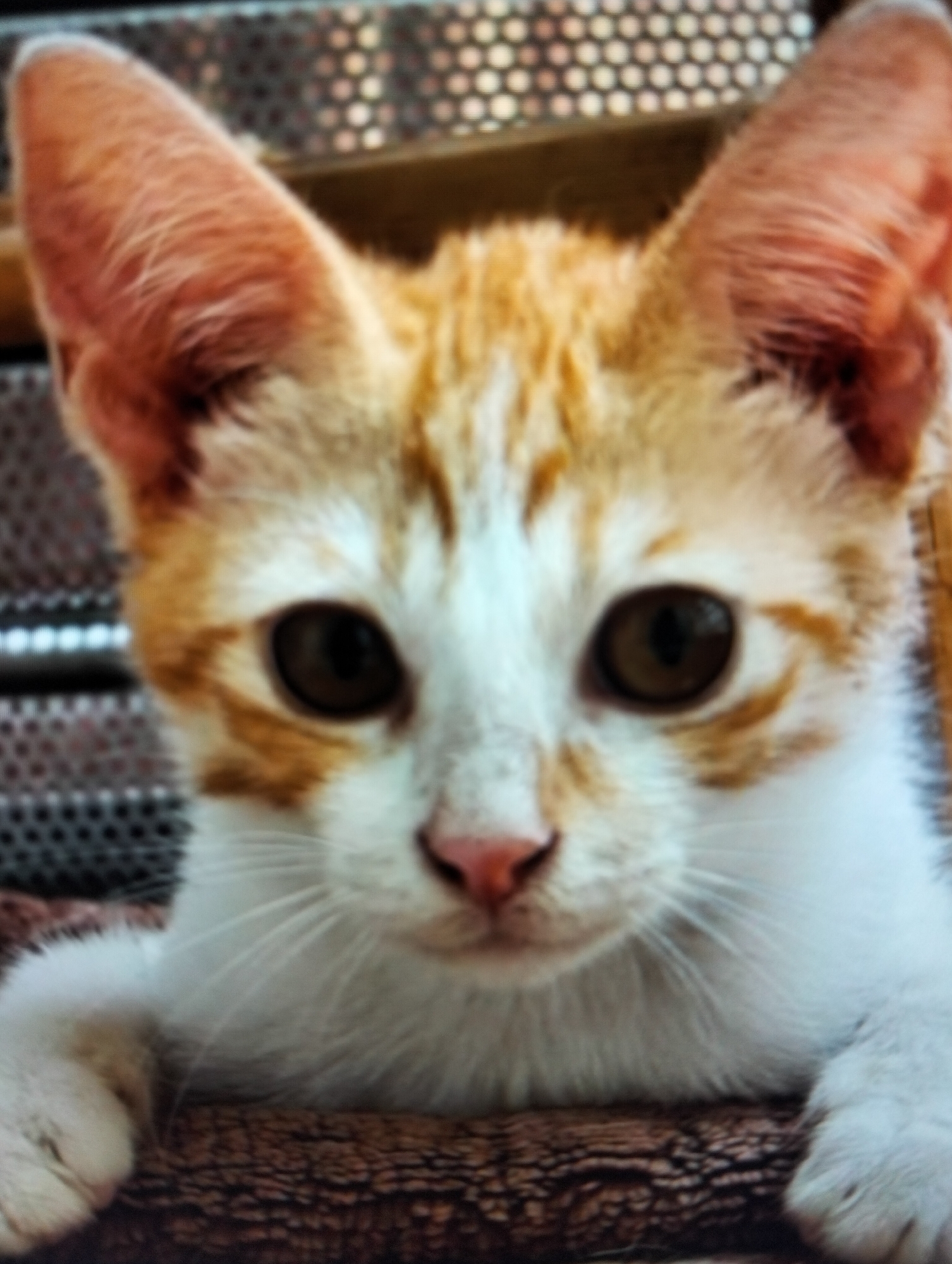 A close-up, eye-level medium shot captures the face of a young orange and white tabby cat. The cat is looking directly at the camera, with its ears perked up and its head tilted slightly to the left. Its eyes are wide open, revealing dark brown irises. The cat's nose is a soft pink, and its white whiskers are prominent against its orange and white fur. The background is blurred, showing a metallic grill-like structure behind the cat, and a textured surface, possibly a blanket, beneath it. The lighting is soft, highlighting the cat's features. There is no indication of the cat's location in Payagaboh, Indonesia.