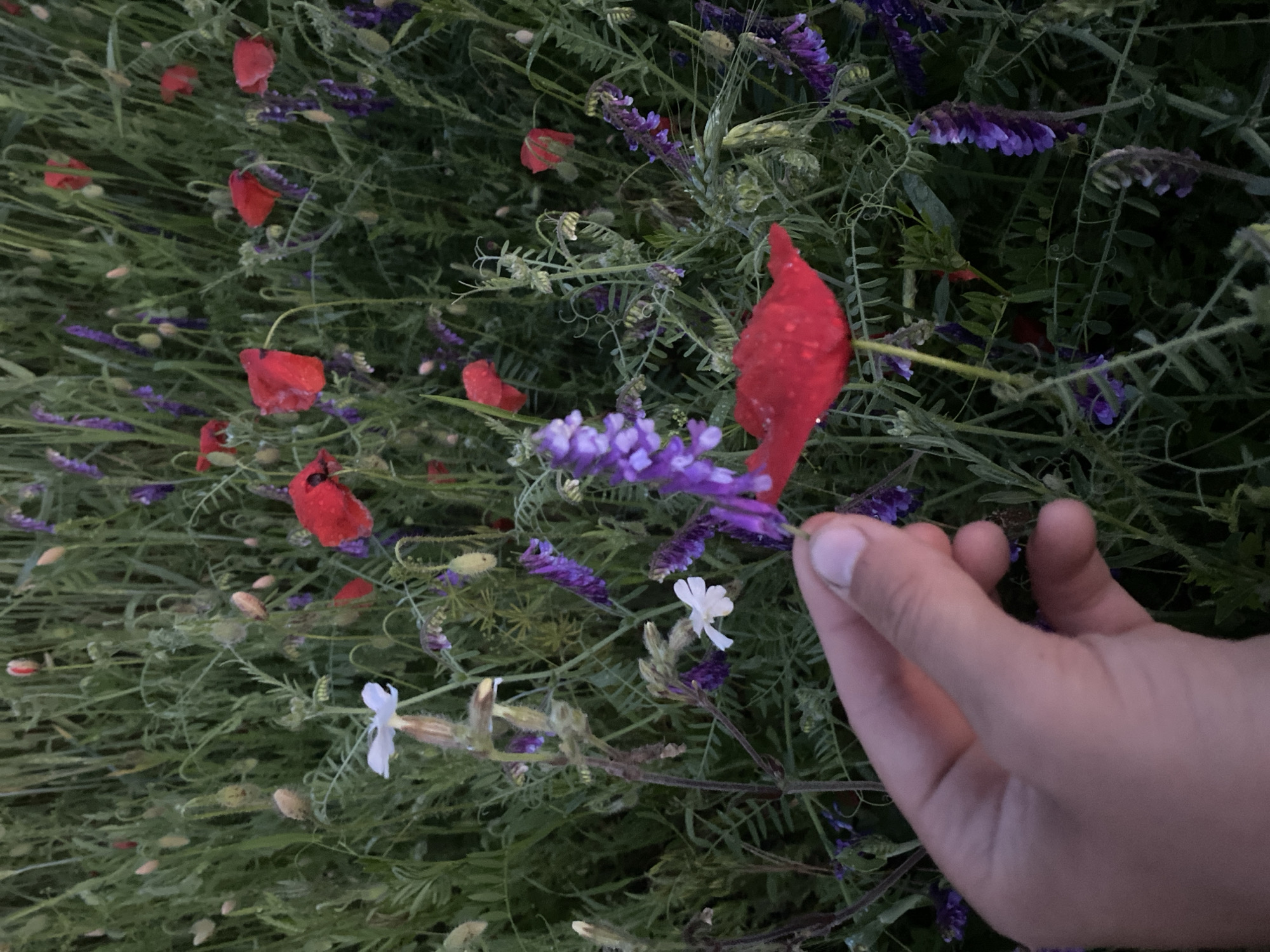 A person's hand is holding a small stem with purple flowers and a red poppy petal against a backdrop of a dense field of green vegetation, predominantly poppies and purple wildflowers, under overcast lighting. The location is Ustyvytsia, Ukraine.
