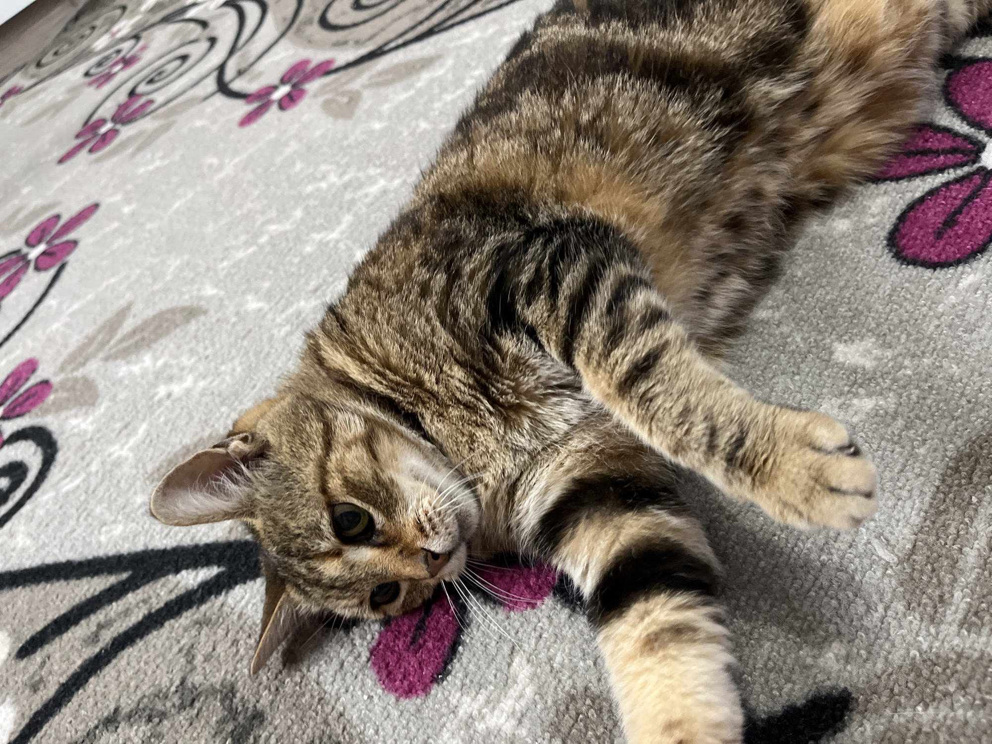 A tabby cat with brown, black, and tan fur is lying on a grey carpet with a floral pattern. The cat is facing left, with its head slightly tilted and its eyes looking to the left. Its paws are extended forward. The carpet has pink and black floral designs. The image is taken from a high angle. This image does not contain any identifiable features that would allow for its location in the city of Ruse, Bulgaria.