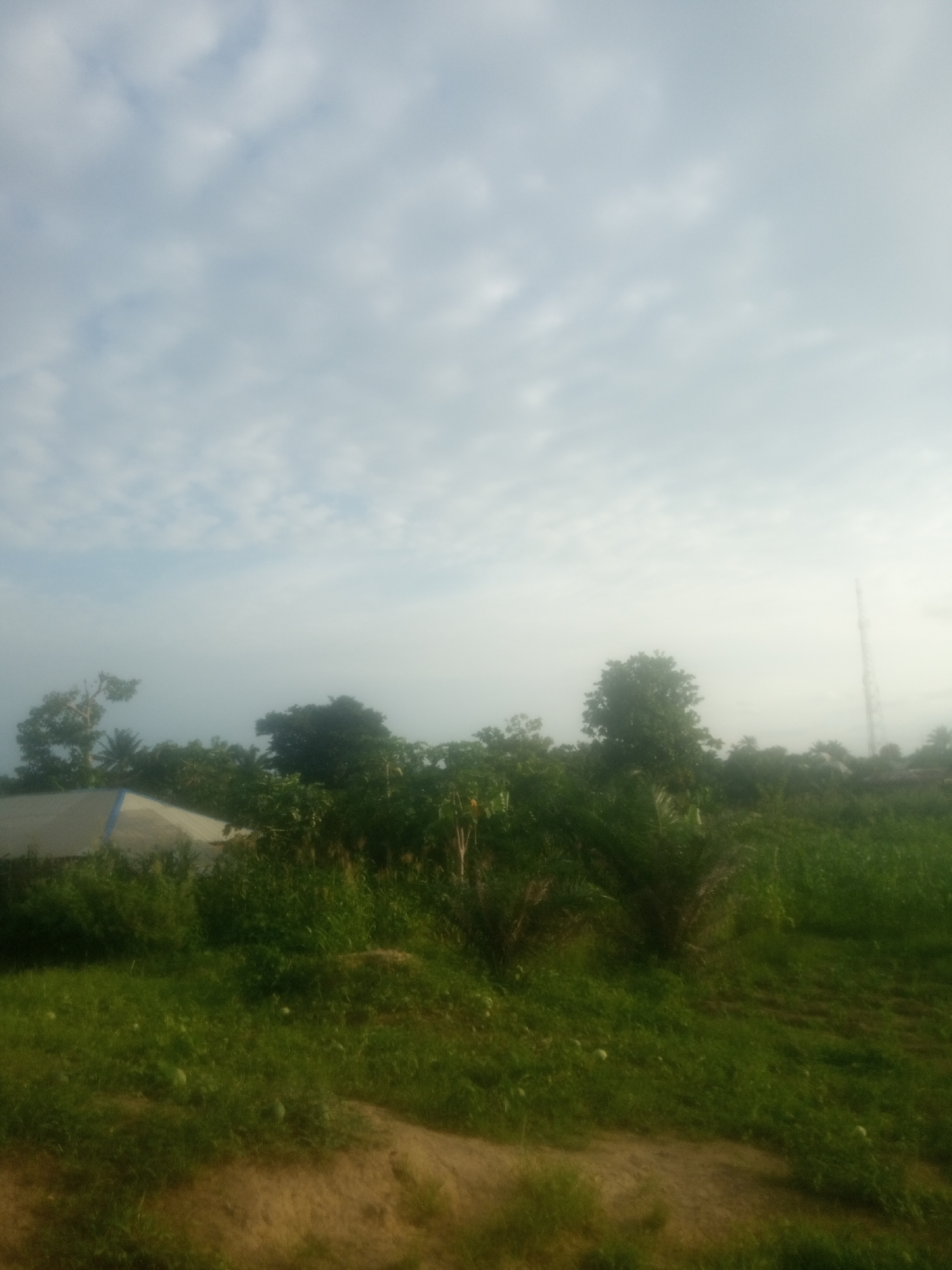 The image depicts an outdoor scene in Serti, Nigeria. The sky is filled with a layer of soft, diffused clouds, suggesting it might be early morning or late afternoon with overcast conditions. A tall, slender tower, likely a telecommunications mast, is visible in the distance on the right side of the frame.
In the foreground and midground, lush green vegetation dominates the landscape. This includes tall grasses, bushes, and several trees with dense foliage. To the left, a structure with a light-colored, possibly tarp-covered roof is partially visible, nestled among the greenery. This structure appears to be man-made, possibly a temporary shelter or a greenhouse. The ground is covered in grass and some bare, sandy patches. The overall impression is a rural or semi-rural setting, characterized by abundant plant life and a sense of open space. No people are visible in the image, and there is no visible text. The lighting is soft and even, contributing to a tranquil and somewhat hazy atmosphere.