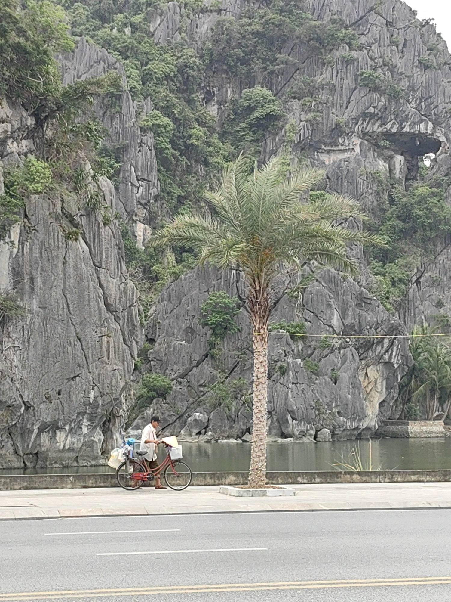 The image depicts a man standing next to a bicycle on a sidewalk along a waterfront in Hong Gai Ward, Vietnam. The man, wearing a white shirt, dark pants, and a conical hat, appears to be a vendor, with the bicycle loaded with goods in baskets. Behind the sidewalk and water, a large, rugged limestone mountain rises, with vegetation clinging to its slopes. A striking rock formation in the mountain includes a natural archway. A palm tree stands between the sidewalk and the mountain. A two-lane road with double yellow lines is in the foreground. The overall light suggests an overcast day.
