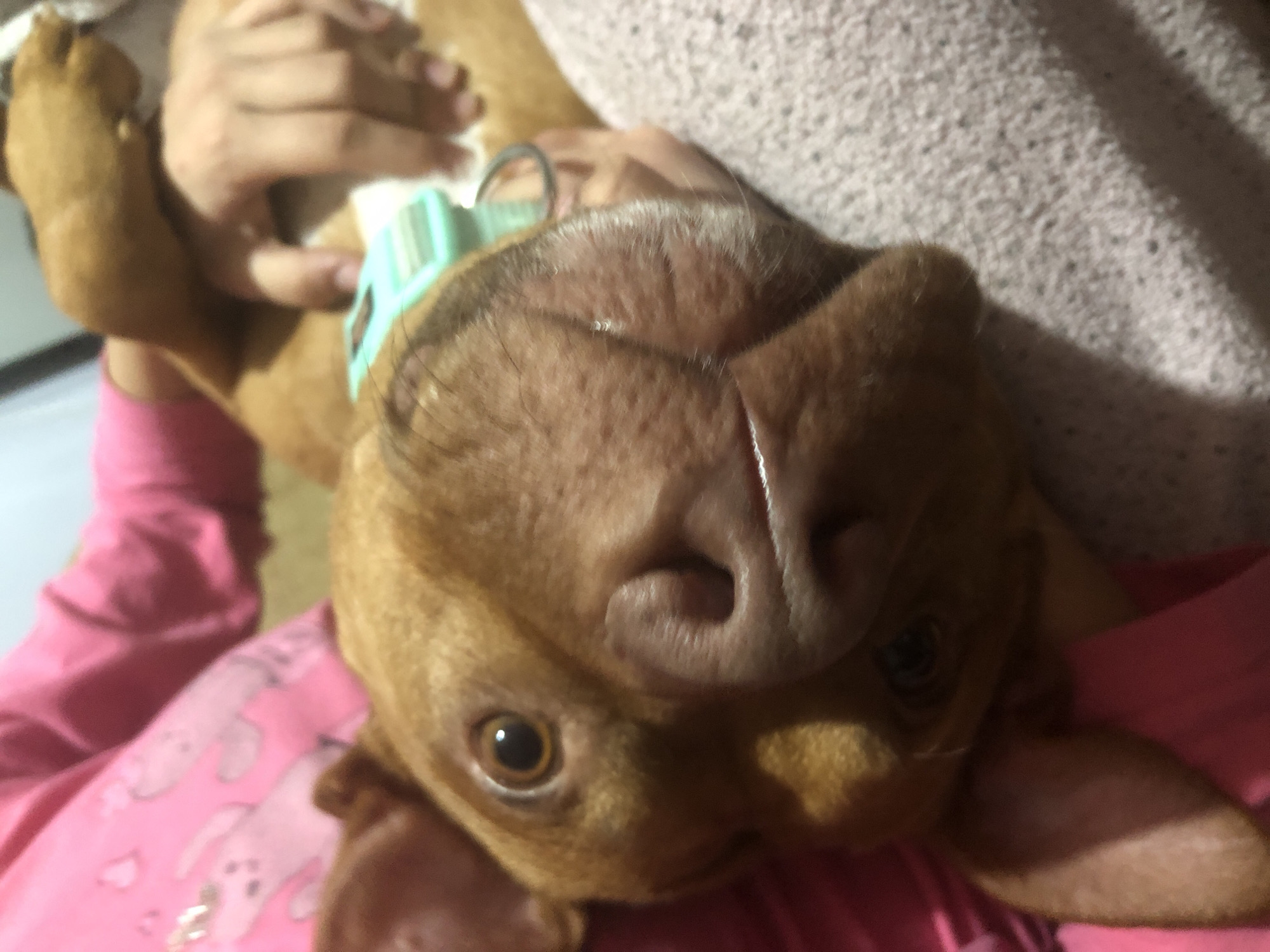 The image displays an intimate indoor scene featuring a brown, short-haired dog being held upside down by a person. The dog is the primary subject, positioned centrally and looking directly into the camera with large, dark eyes and a moist, dark nose. Its fur is a uniform reddish-brown, and a light blue and white striped collar with a green element is visible around its neck.
Only parts of the person holding the dog are visible: their hands, arms, and clothing. They wear a pink long-sleeved top with a lighter, possibly white or silver, pattern that resembles stylized figures or animals. The dog's playful, inverted posture suggests a moment of affection or play between the pet and its owner.
The background consists of two main elements: a textured, light-colored fabric, likely a blanket or sweater, on the upper right, and more of the person's pink sleeve on the lower left. The lighting is soft and ambient, indicating an indoor environment, possibly a home. The time of day is not explicitly clear. The dog's expression appears calm and curious. No specific location cues or visible text are present in the image.