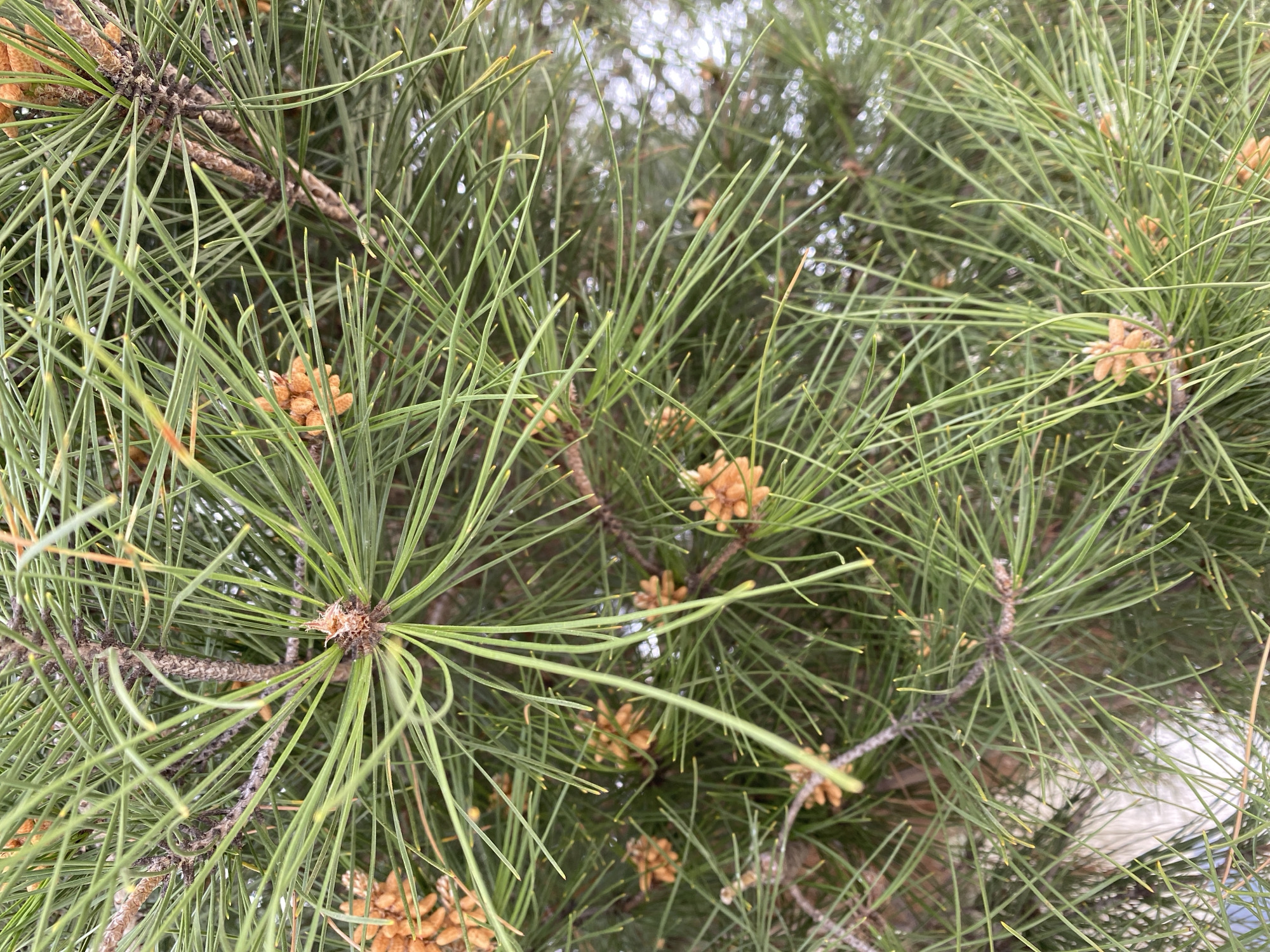 The image provides a detailed, close-up perspective of the dense foliage of a pine tree. The primary subjects are the numerous long, slender, needle-like leaves, which are vibrant green, often with lighter, yellowish tips. These needles are arranged in fascicles along brown, slender branches that traverse the frame.
Scattered throughout the branches and nestled among the needles are numerous small, light brown, ovate structures. These appear to be immature male pine cones or pollen cones, often clustered together. Their presence suggests the tree is in a reproductive phase, likely during spring or early summer.
The background is softly blurred, showing lighter areas that suggest diffuse daylight or an overcast sky beyond the immediate canopy. The perspective is upward, looking into the depth of the tree's branches. There are no people, explicit activities, or visible text in the image. The scene captures a natural, botanical detail of a pine tree, indicative of healthy growth. The context of Gelendzhik, Russia, aligns with the prevalence of such coniferous trees.
