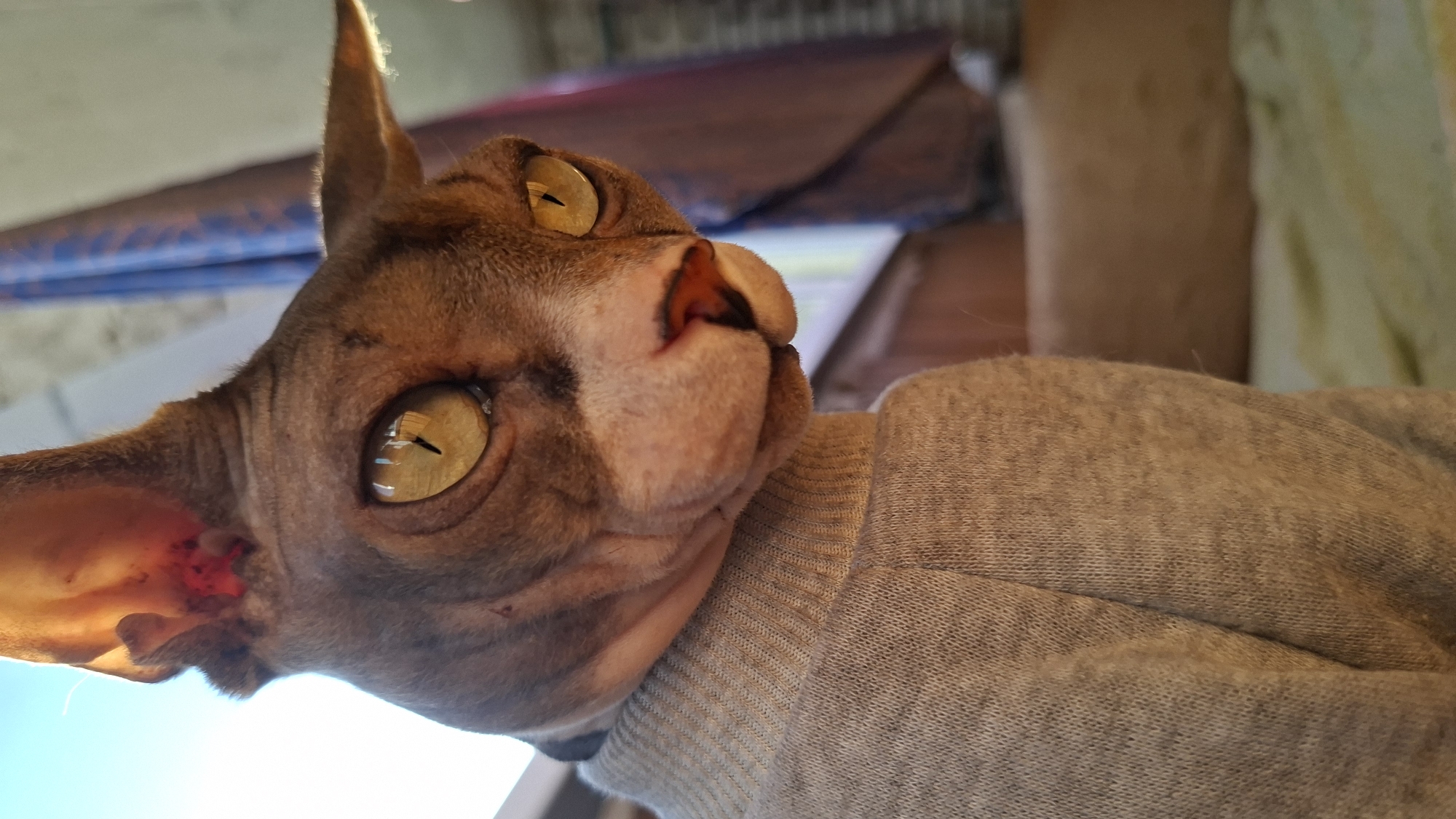 A close-up, low-angle shot depicts a Sphynx cat wearing a light grey sweater. The cat's skin is brownish-grey, wrinkled, and primarily hairless. The cat's eyes are a striking yellowish-gold color, with visible reflections in the pupils. The cat's ears are large and pointed, with a reddish interior visible in the left ear. The cat is looking upwards. The background is blurry and appears to show a combination of fabric, light, and potentially interior structures. The location of Забалоцкі сельскі Савет, Belarus is not discernible from this image.