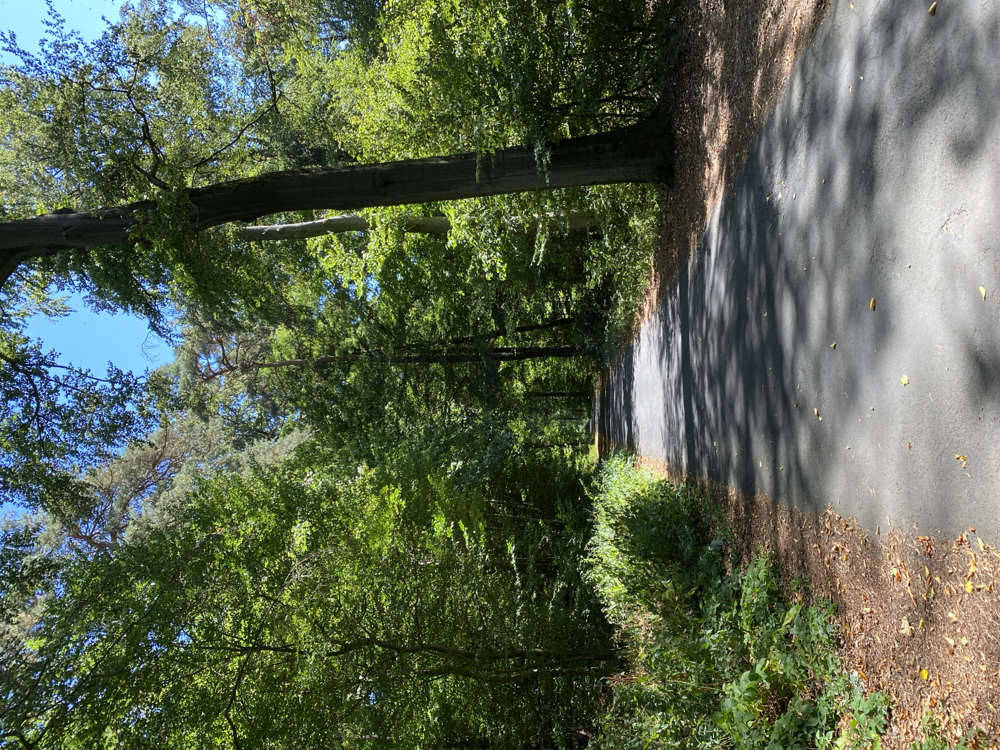 The image depicts a sun-dappled paved path leading through a dense forest. The path is asphalt and appears to be a road or a wide walking trail. Lush green foliage lines both sides of the path, with tall trees forming a canopy overhead, casting shadows on the ground. The sky is visible through the gaps in the leaves, appearing clear and blue. Scattered fallen leaves are visible on the edge of the path and the forest floor. The scene is tranquil and natural, suggesting a park or wooded area within the city of Altenkirchen, Germany. There are no people or animals visible in the image. The overall impression is one of a serene, natural environment.