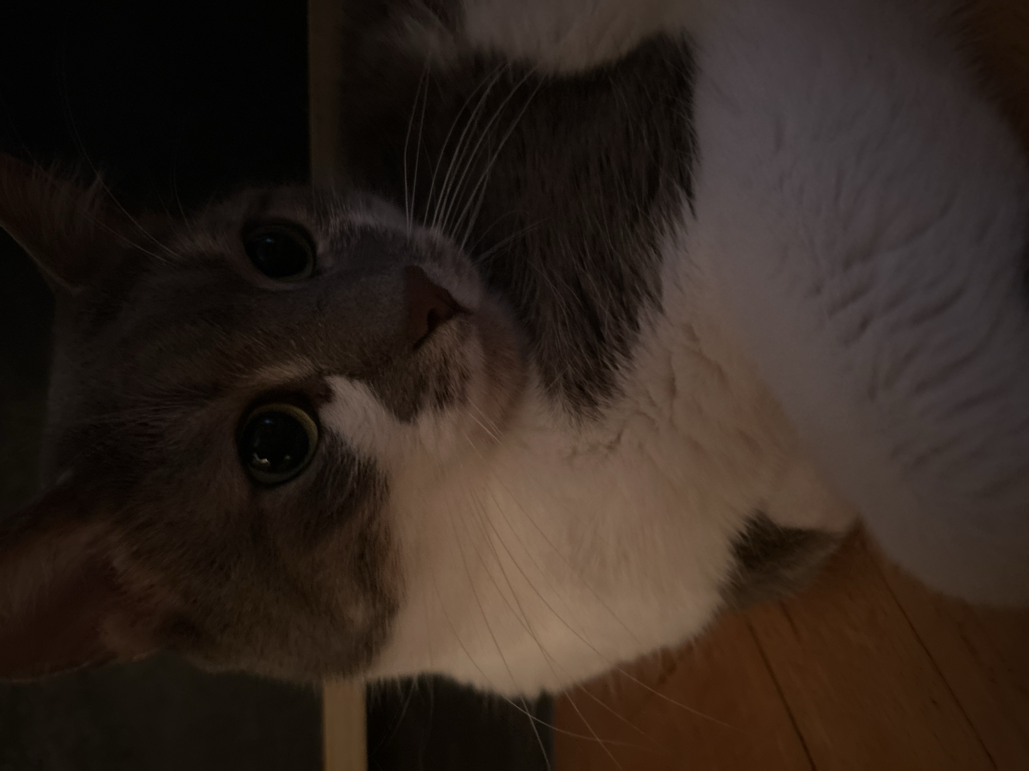 A close-up, low-light shot focuses on the face and upper body of a grey and white cat. The cat is lying down on a wooden floor, with its body angled towards the right of the frame. Its large, round eyes are a striking green and appear to be looking slightly off-camera. Long, white whiskers fan out from its muzzle. The cat's fur is predominantly white on its chest and belly, transitioning to grey tabby markings on its head, back, and partially visible hindquarters. The background is dark and indistinct, suggesting an indoor setting, possibly a home in Sofia, Bulgaria. The overall impression is one of a quiet, resting pet.